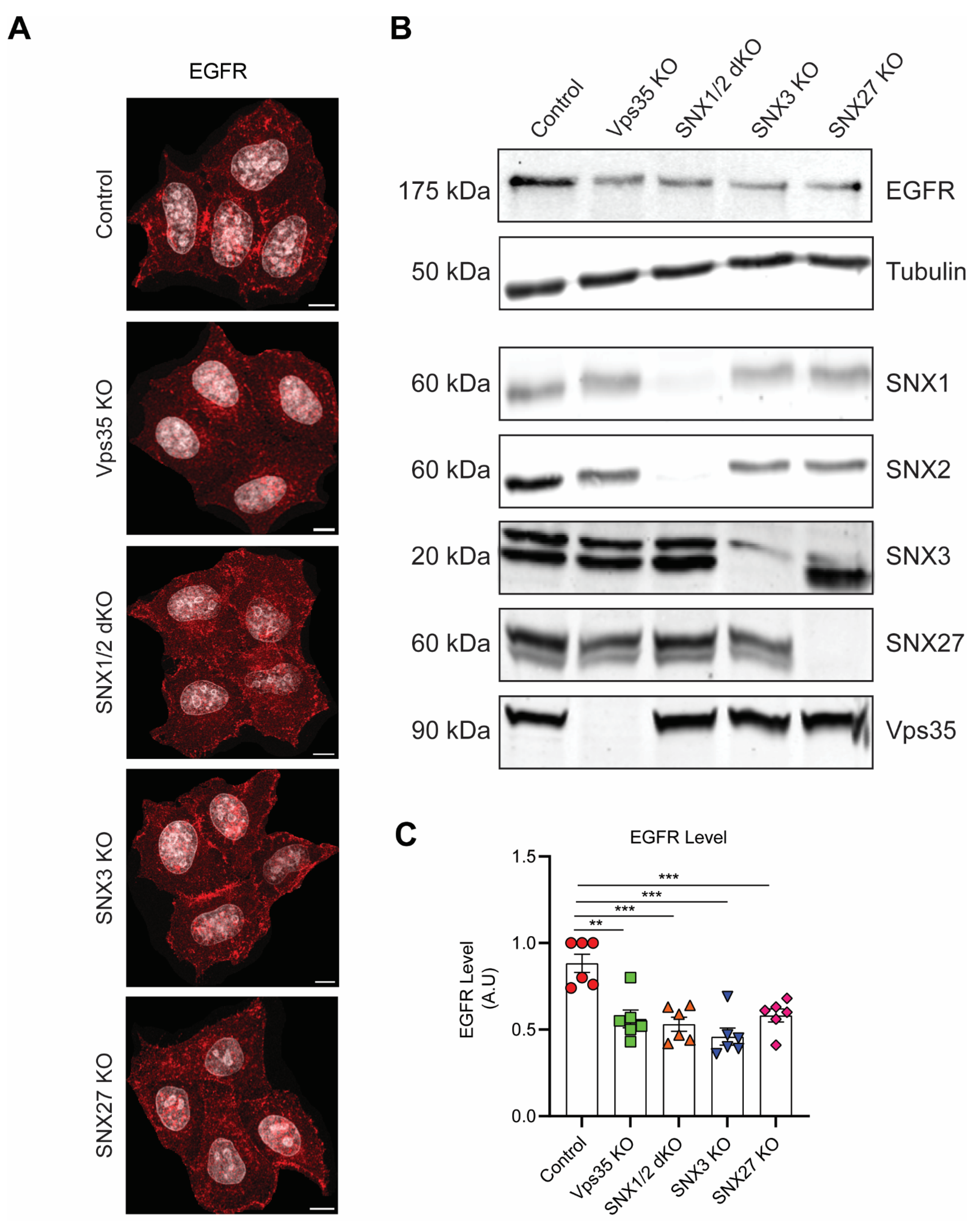 Cells 11 03358 g002 Cells 11 03358 g002