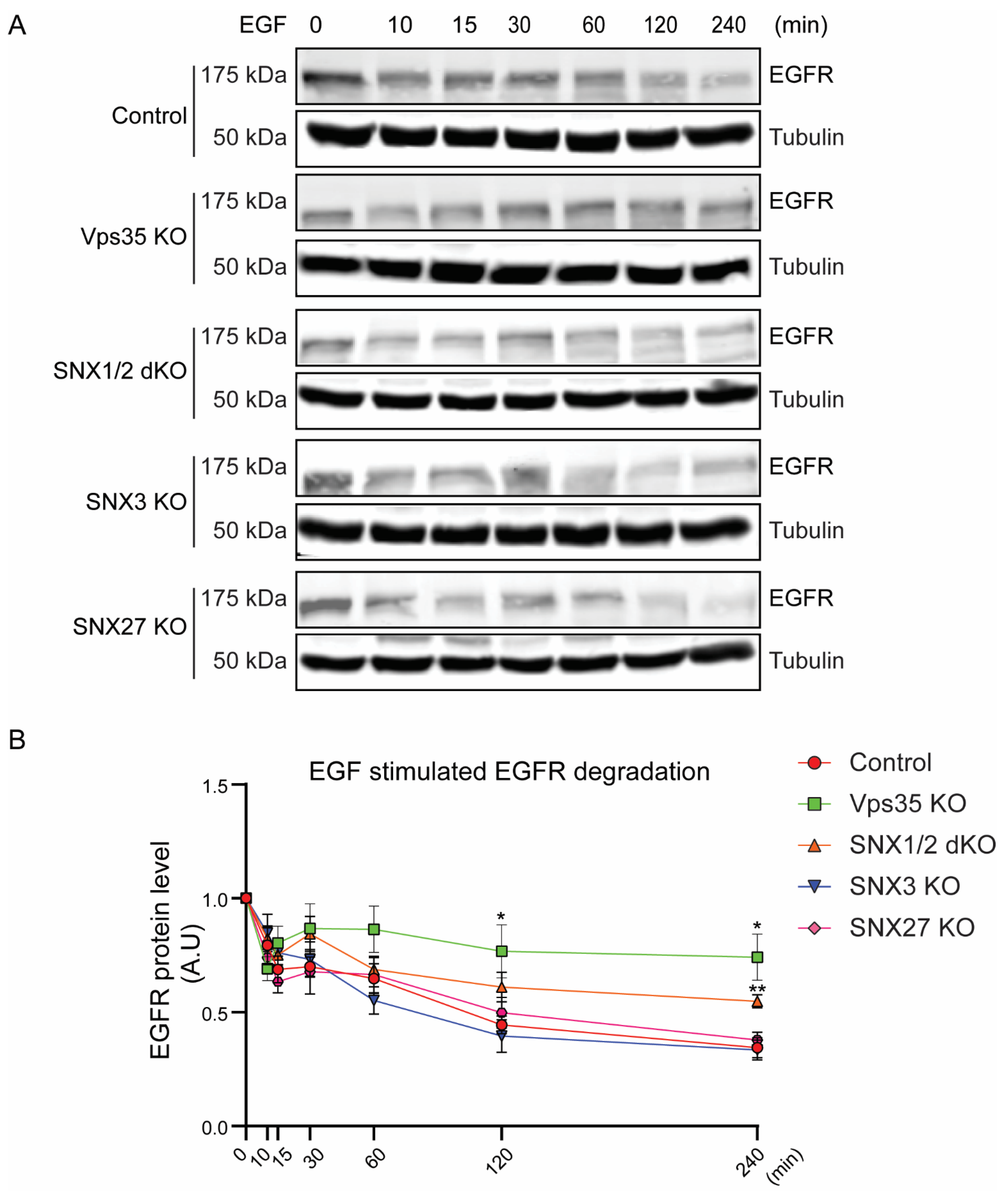 Cells 11 03358 g003 Cells 11 03358 g003