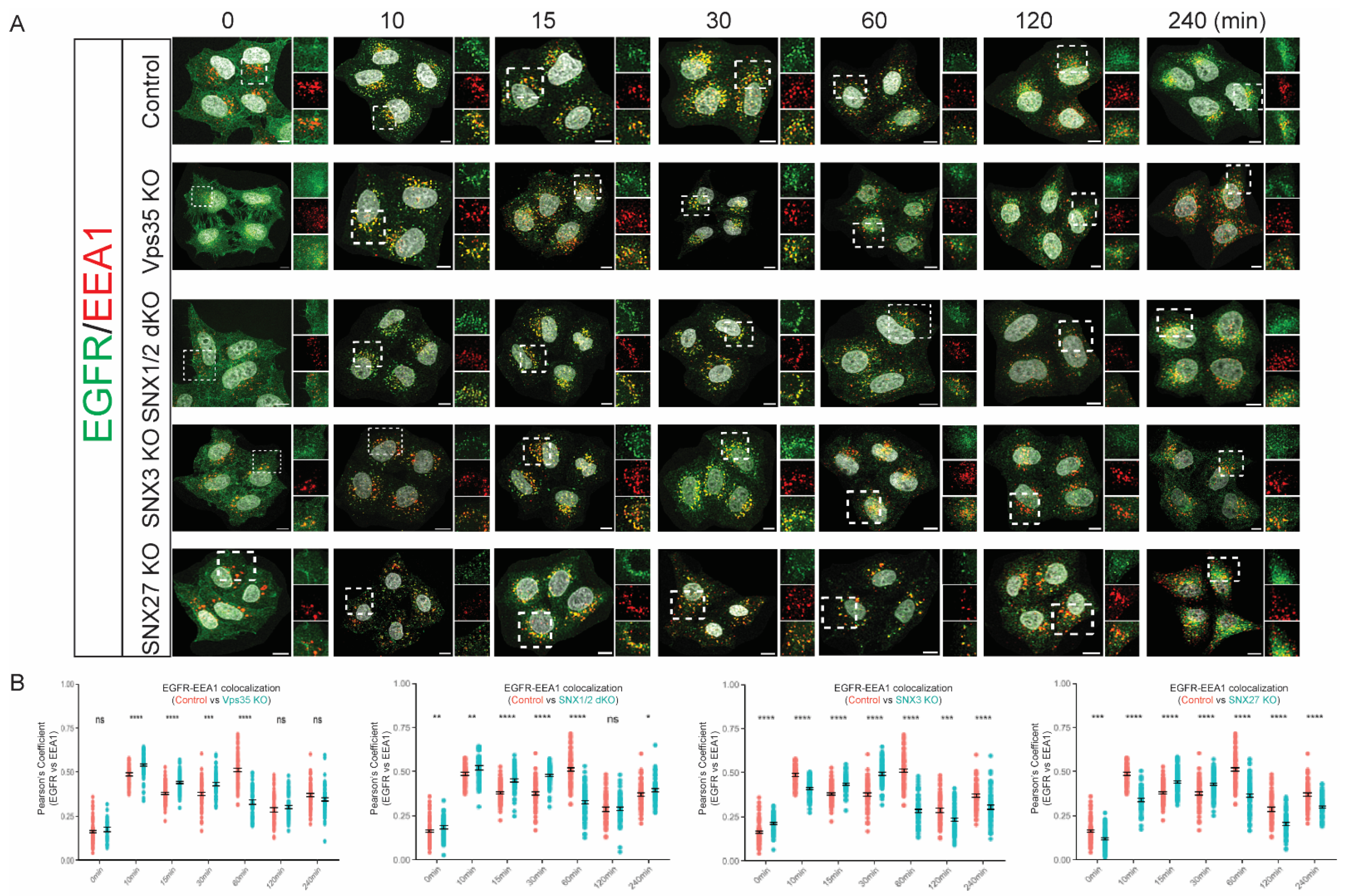 Cells 11 03358 g004 Cells 11 03358 g004
