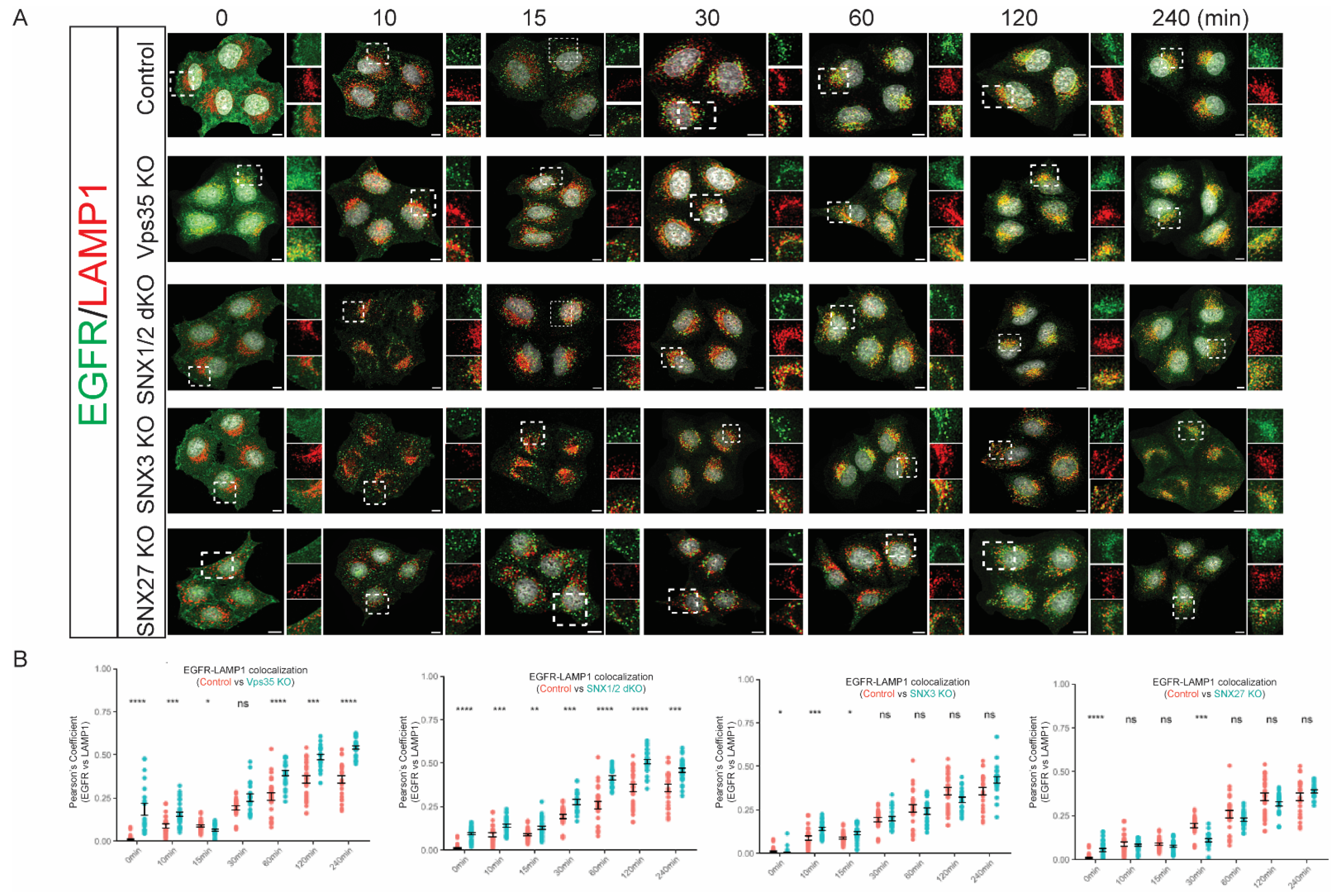 Cells 11 03358 g005 Cells 11 03358 g005
