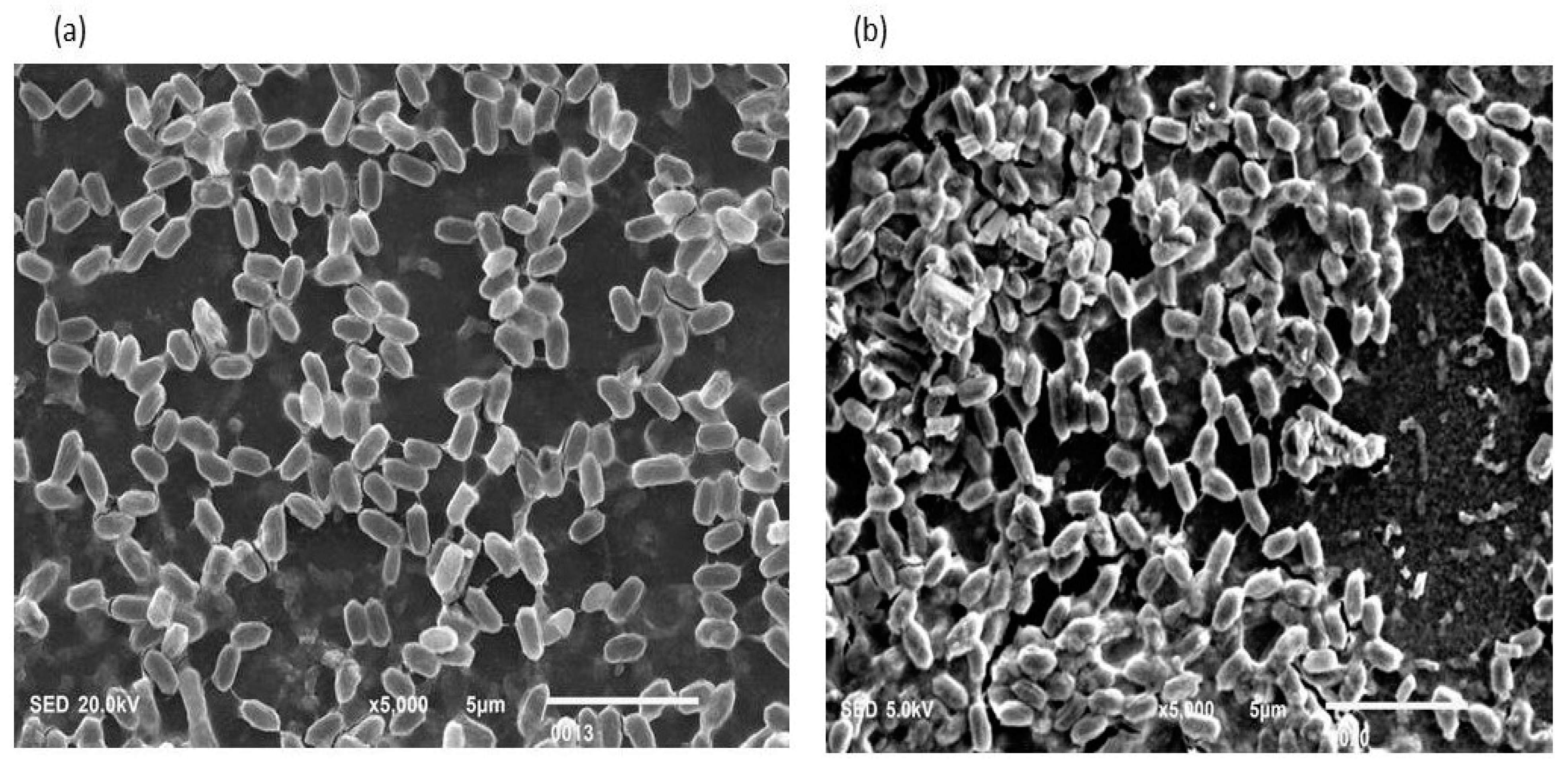 Cells 11 03374 g001 Cells 11 03374 g001