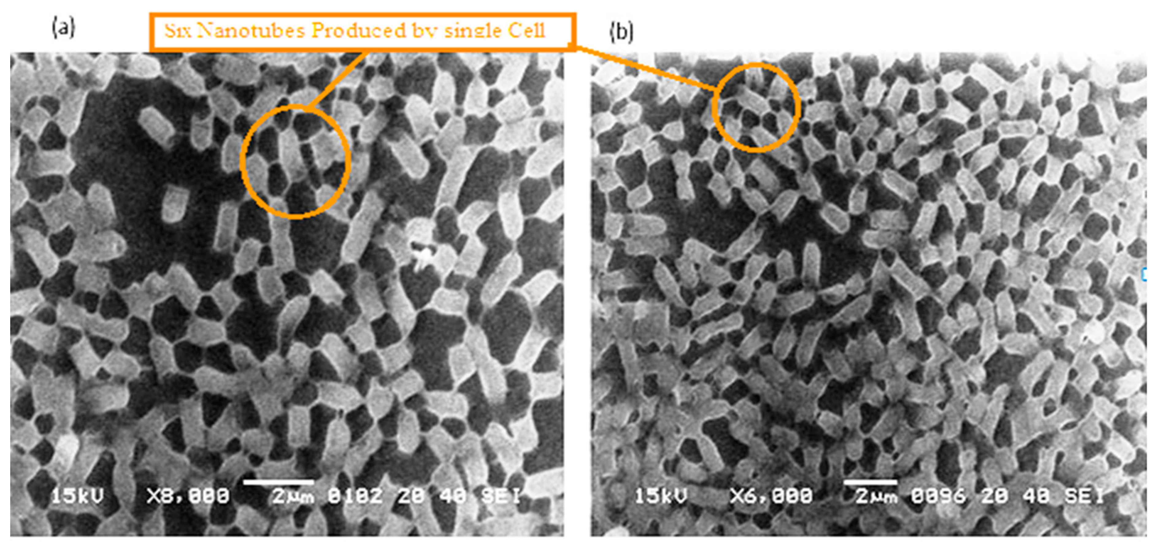 Cells 11 03374 g002 Cells 11 03374 g002