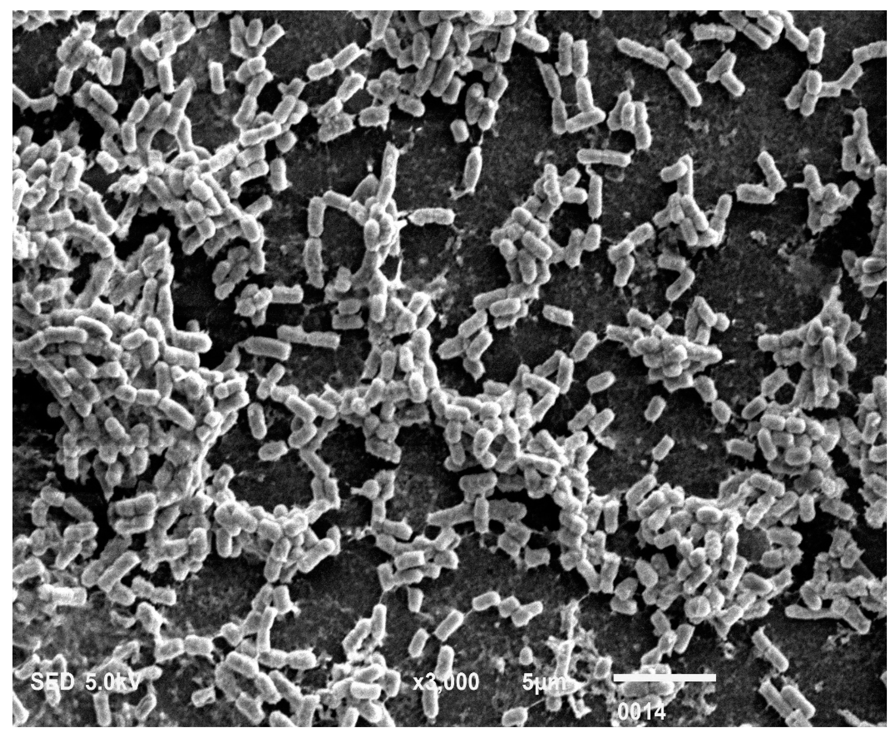 Cells 11 03374 g007 Cells 11 03374 g007