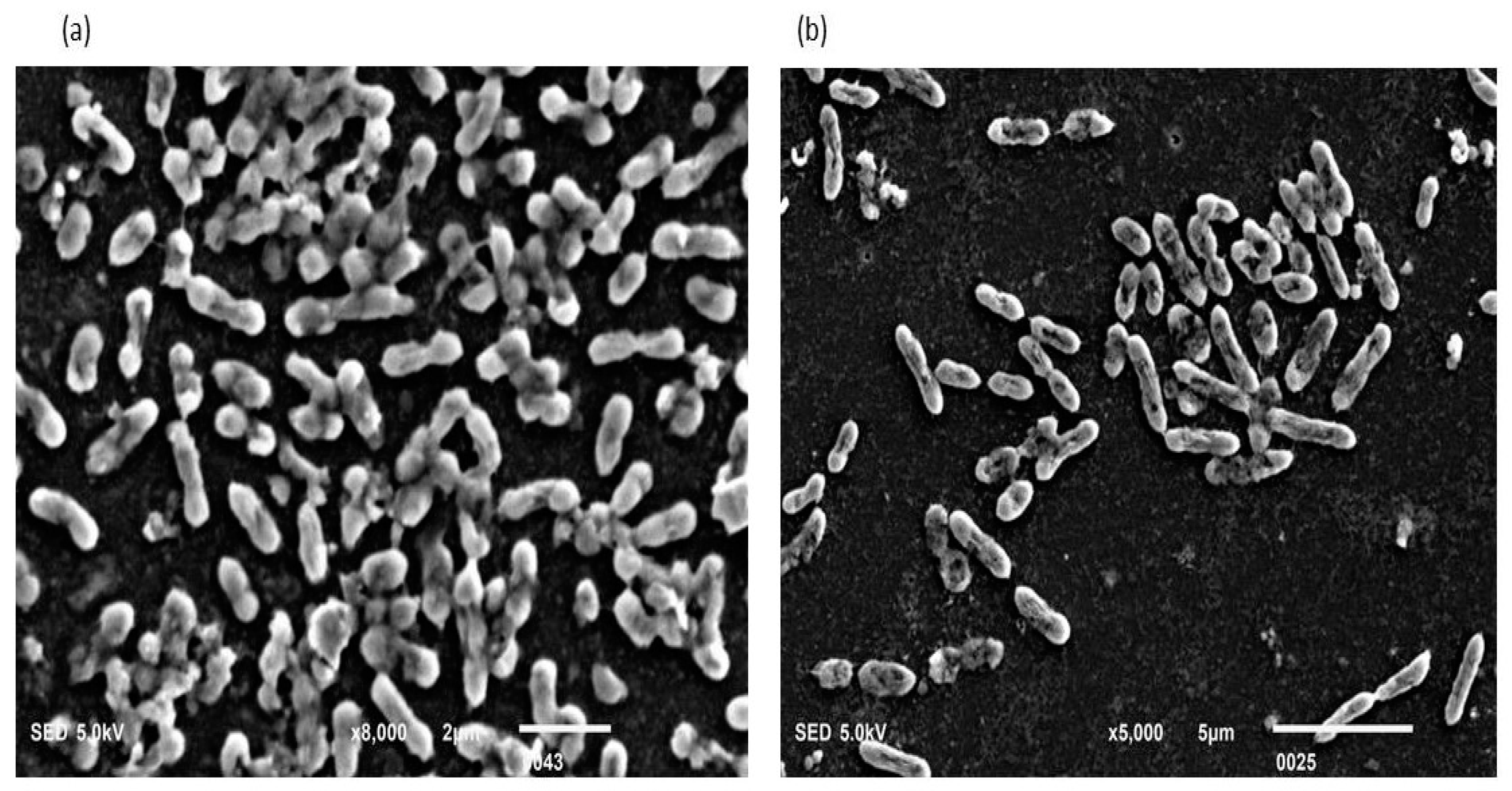 Cells 11 03374 g009 Cells 11 03374 g009
