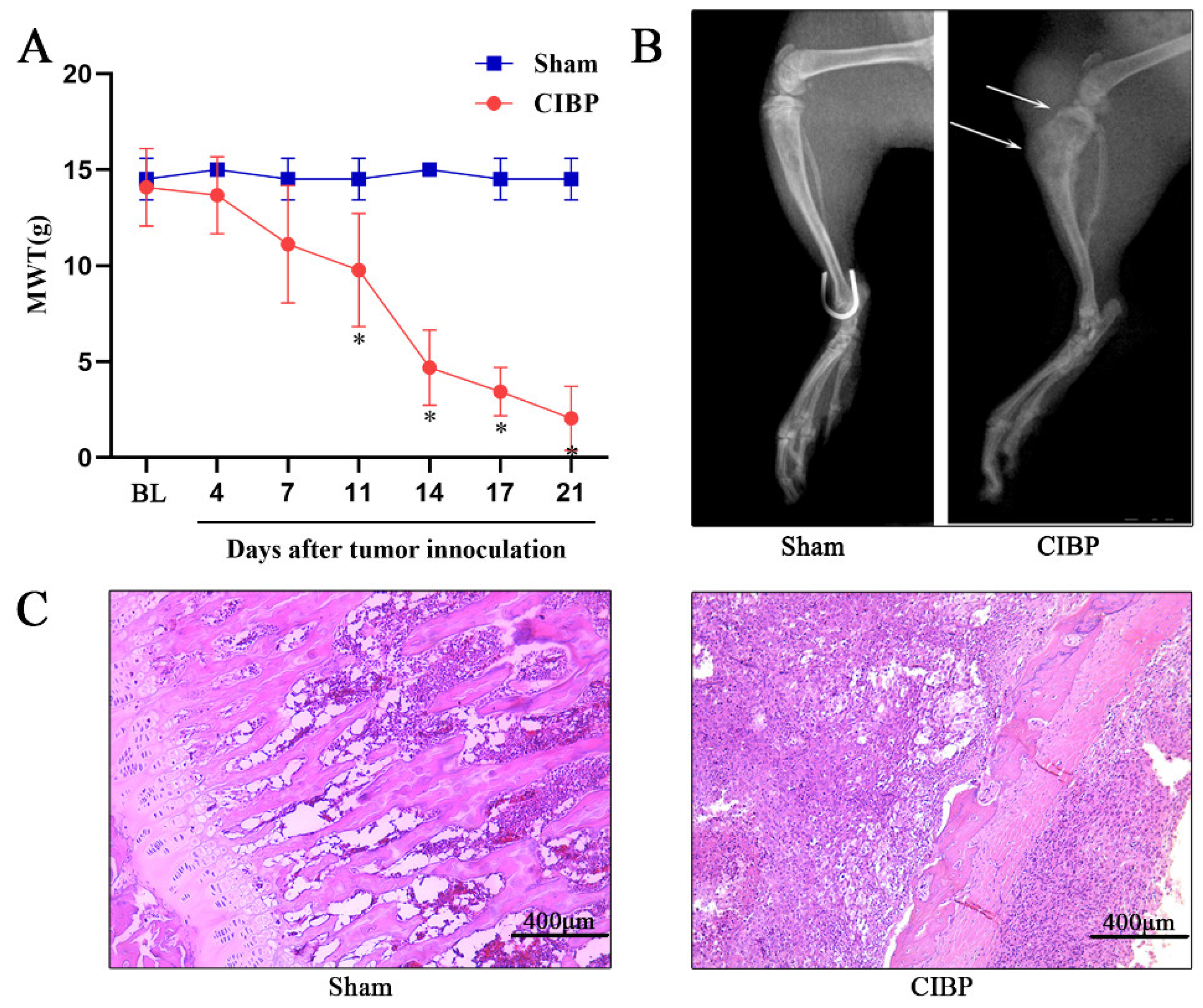 Cells 11 03375 g001 Cells 11 03375 g001