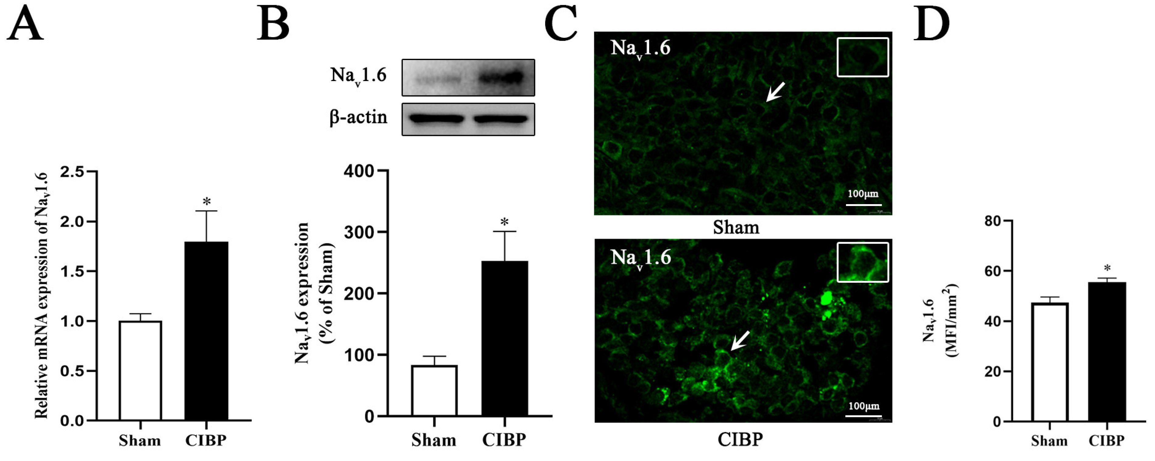 Cells 11 03375 g003 Cells 11 03375 g003
