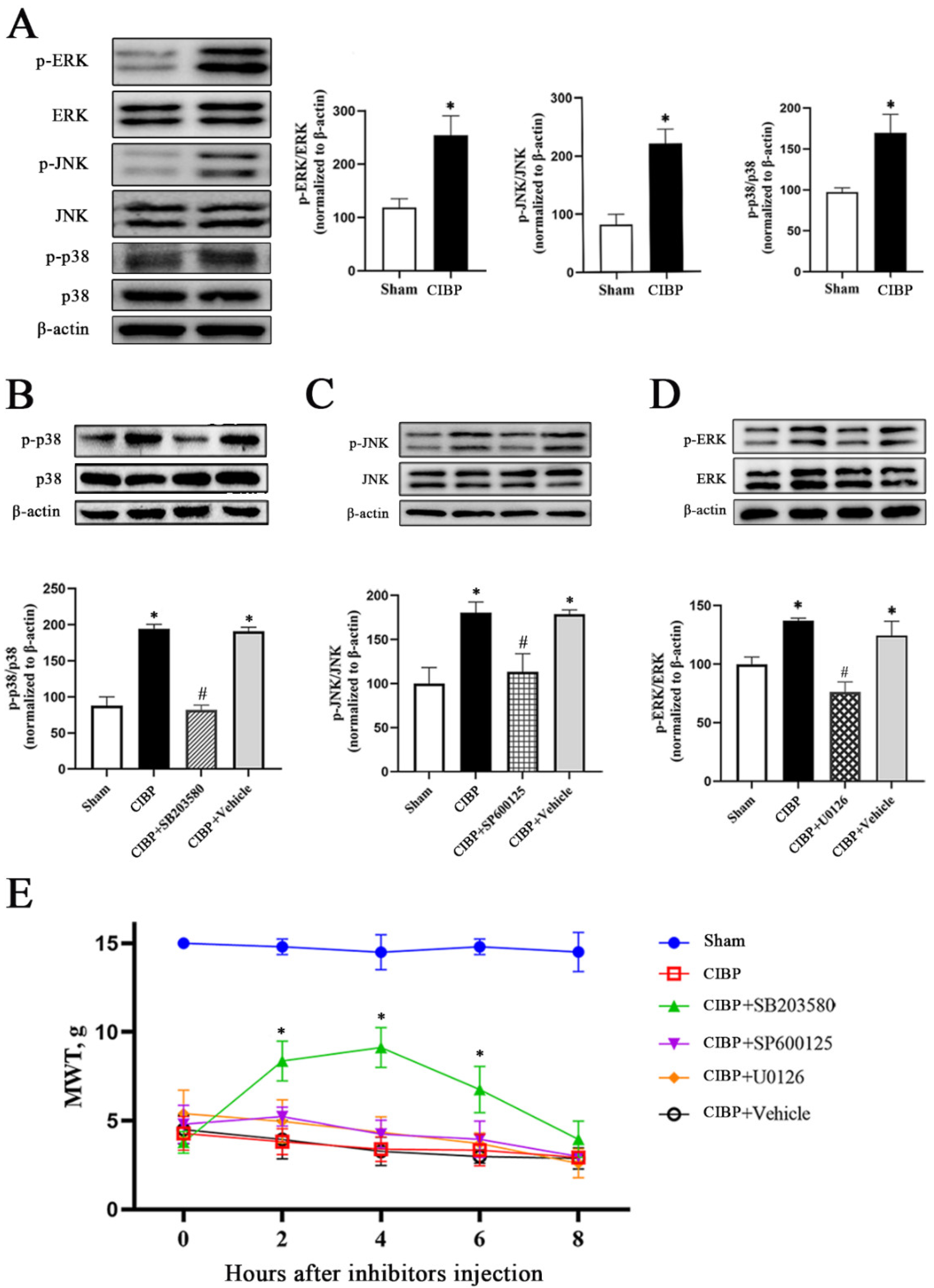 Cells 11 03375 g005 Cells 11 03375 g005