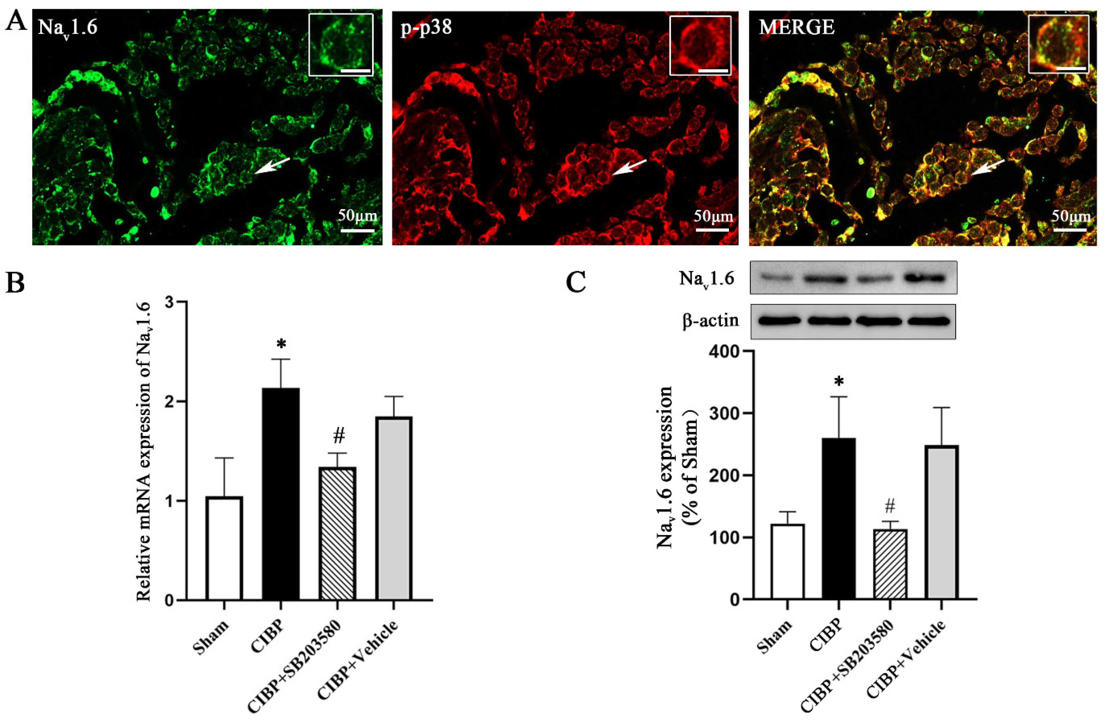 Cells 11 03375 g006 Cells 11 03375 g006