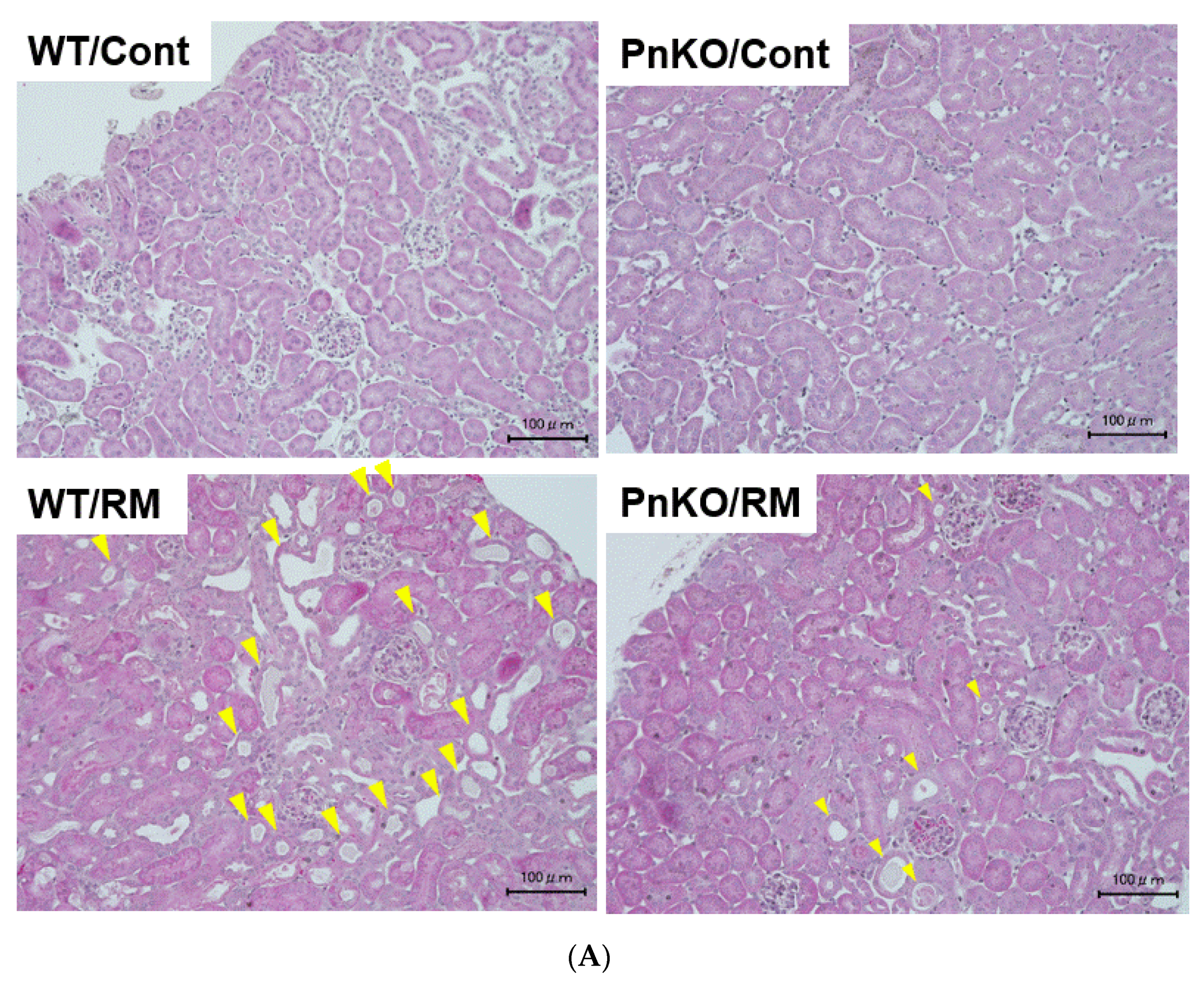 Cells 11 03388 g004a