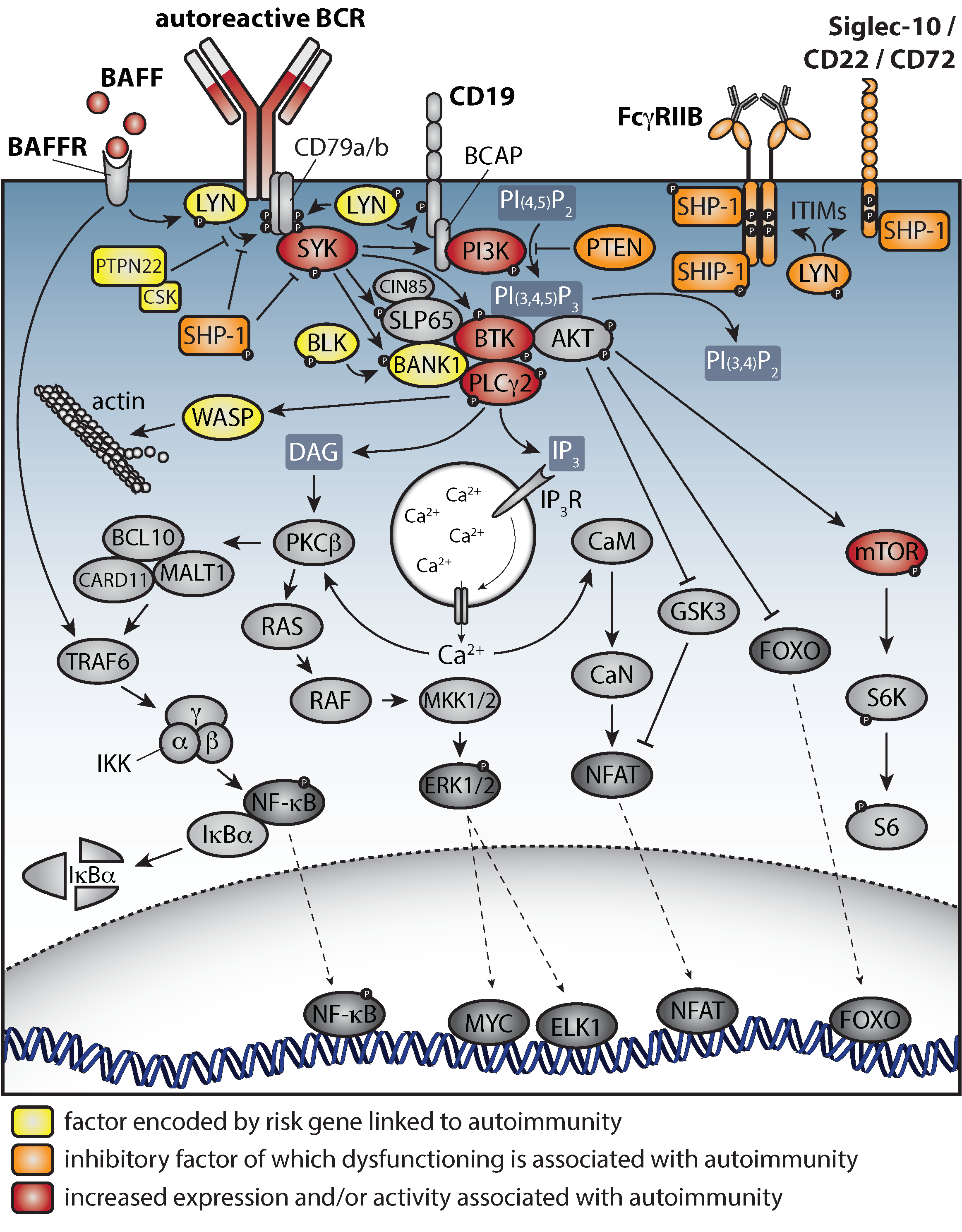Cells 11 03391 g002 Cells 11 03391 g002