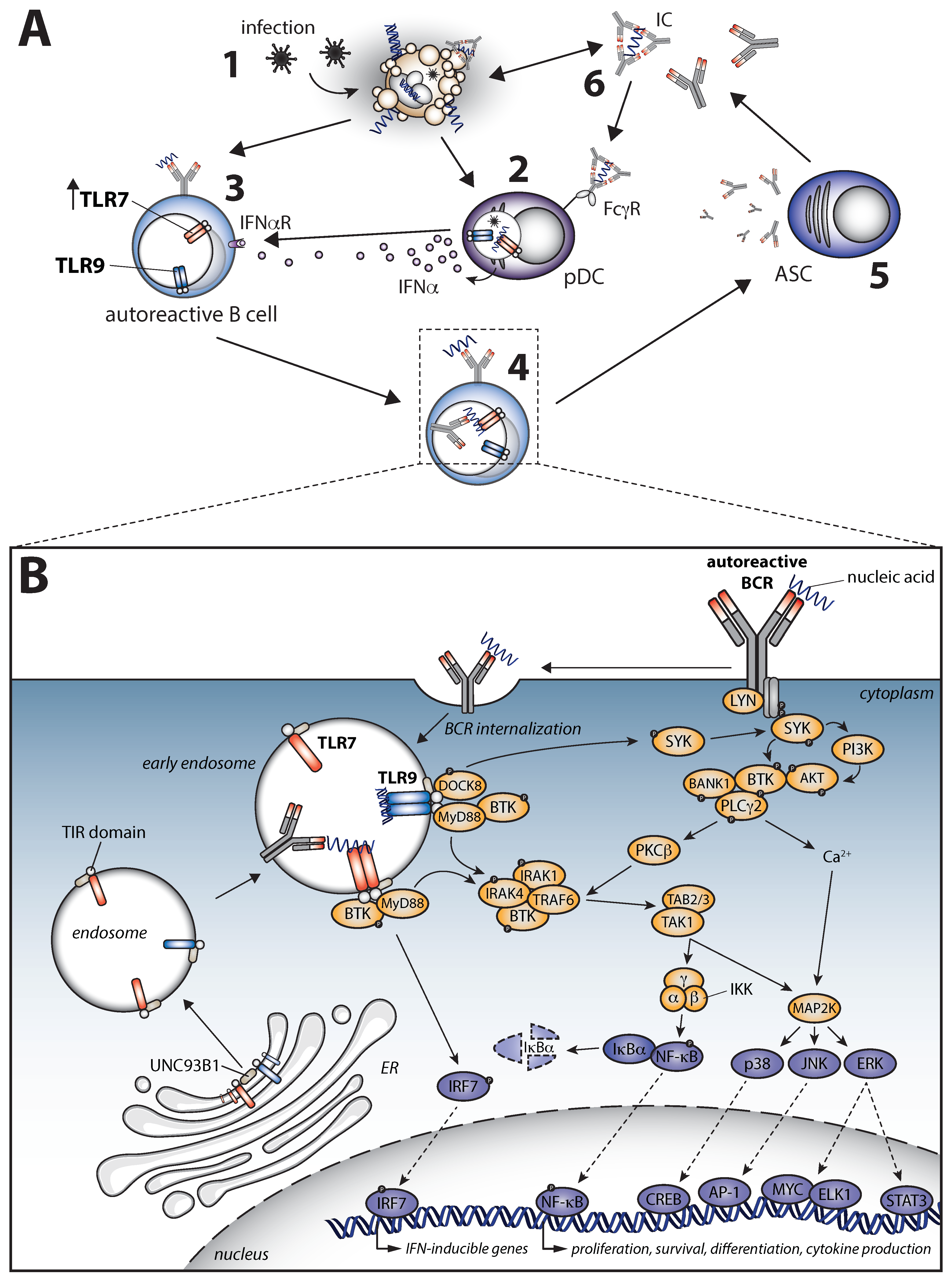 Cells 11 03391 g003 Cells 11 03391 g003