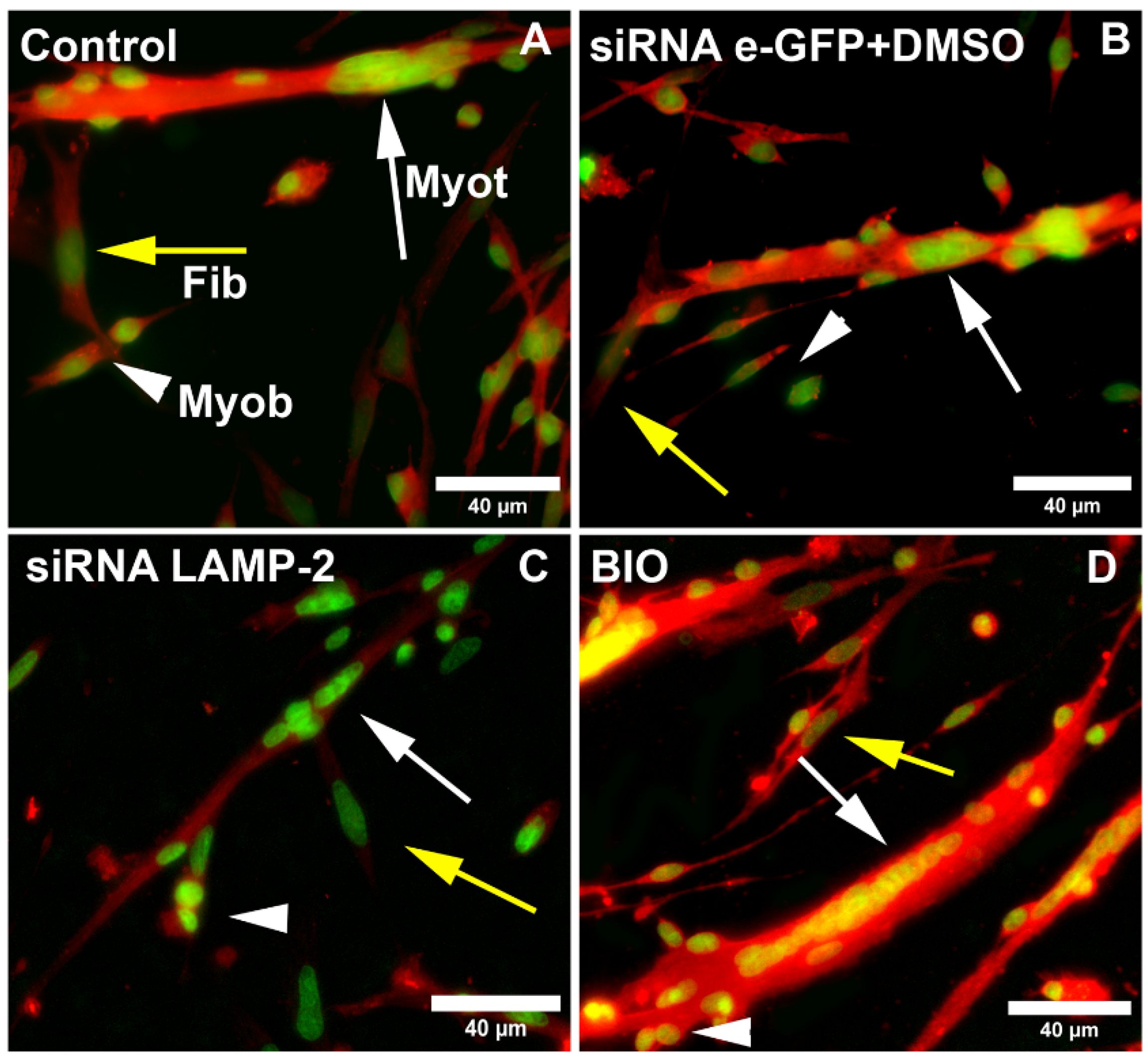 Cells 11 03402 g006a