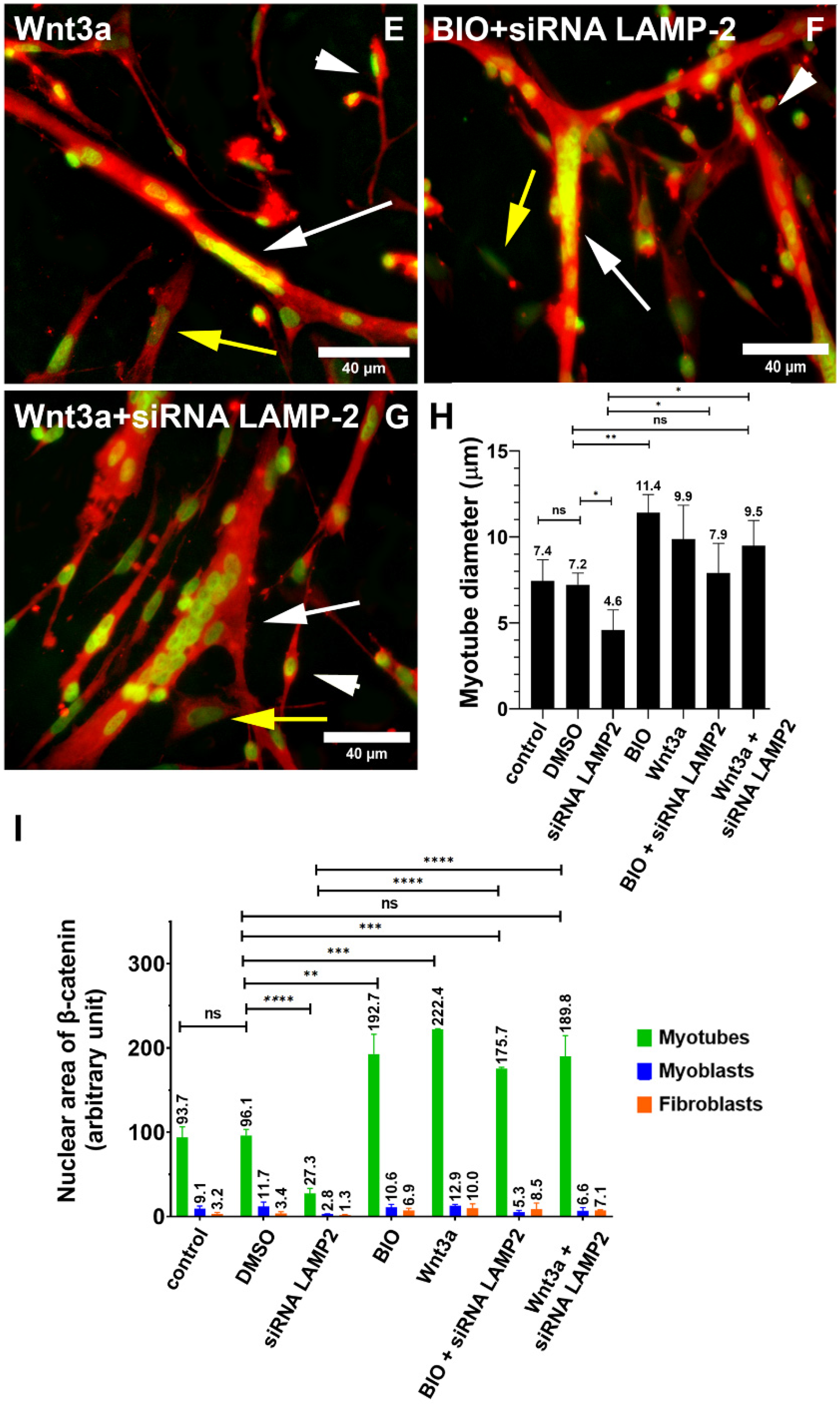 Cells 11 03402 g006b