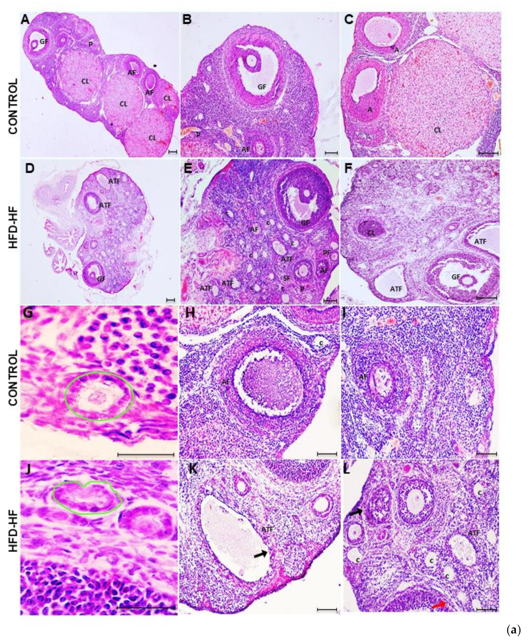 Cells 11 03447 g003a Cells 11 03447 g003a