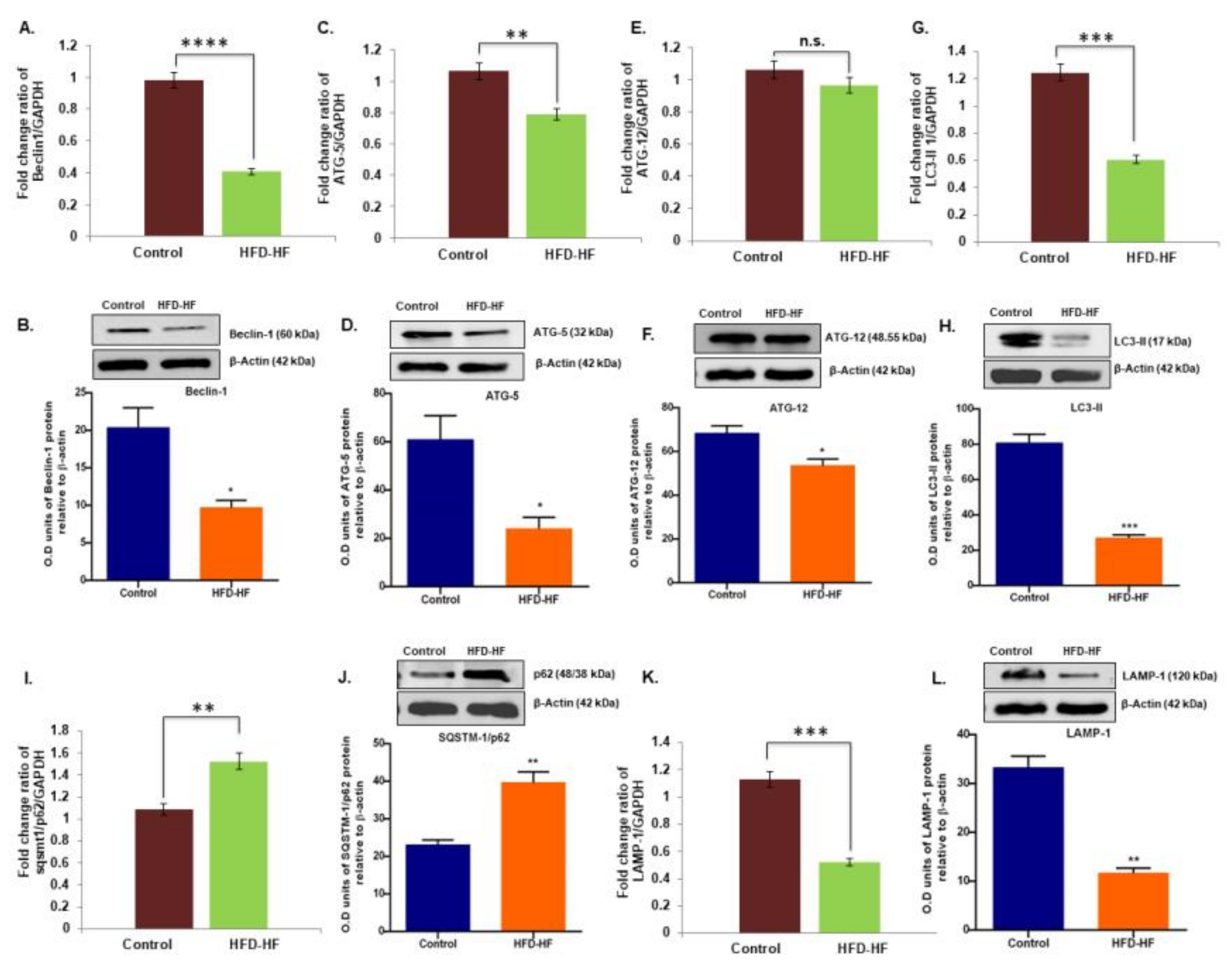 Cells 11 03447 g008 Cells 11 03447 g008