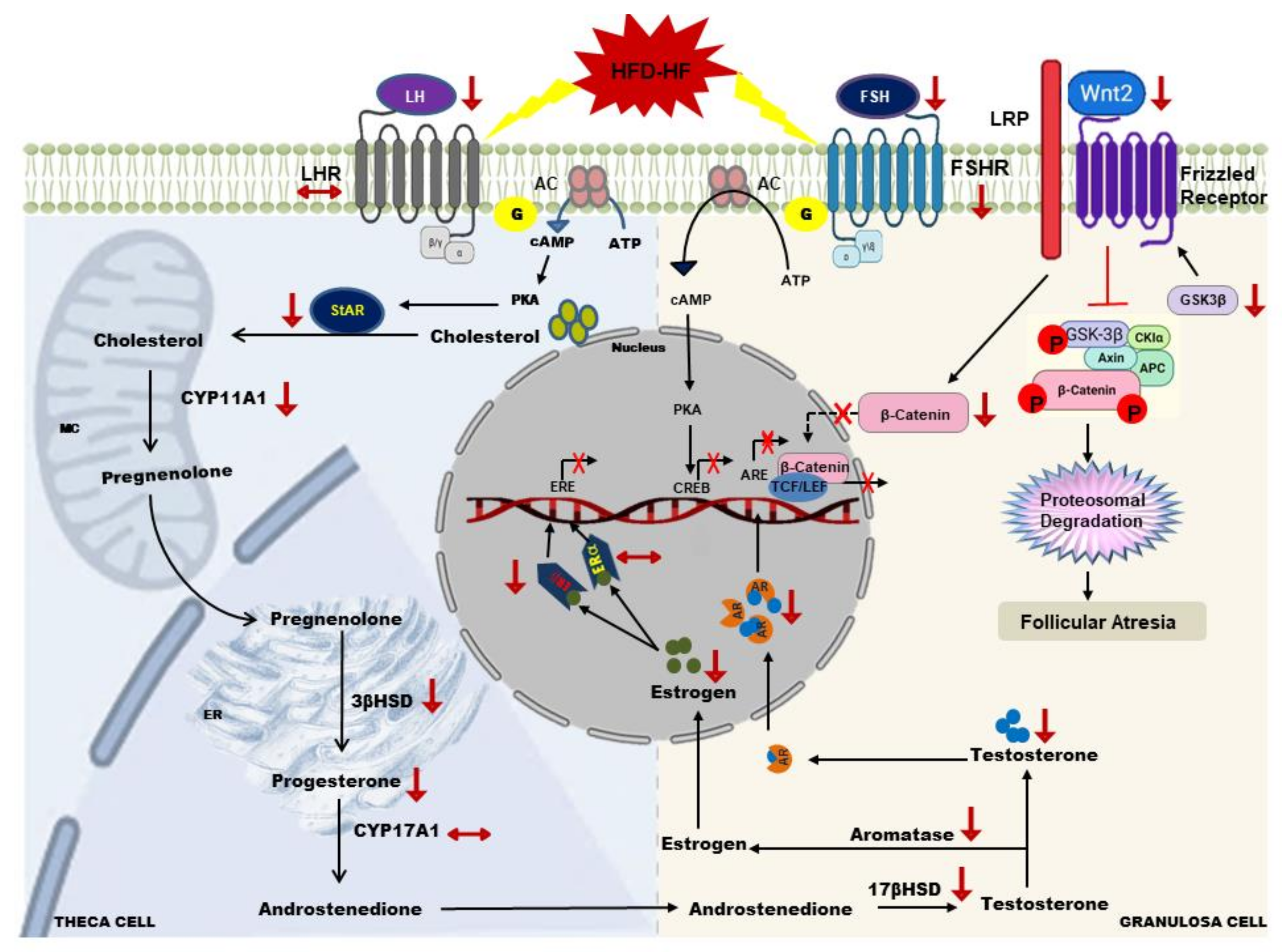 Cells 11 03447 sch002 Cells 11 03447 sch002