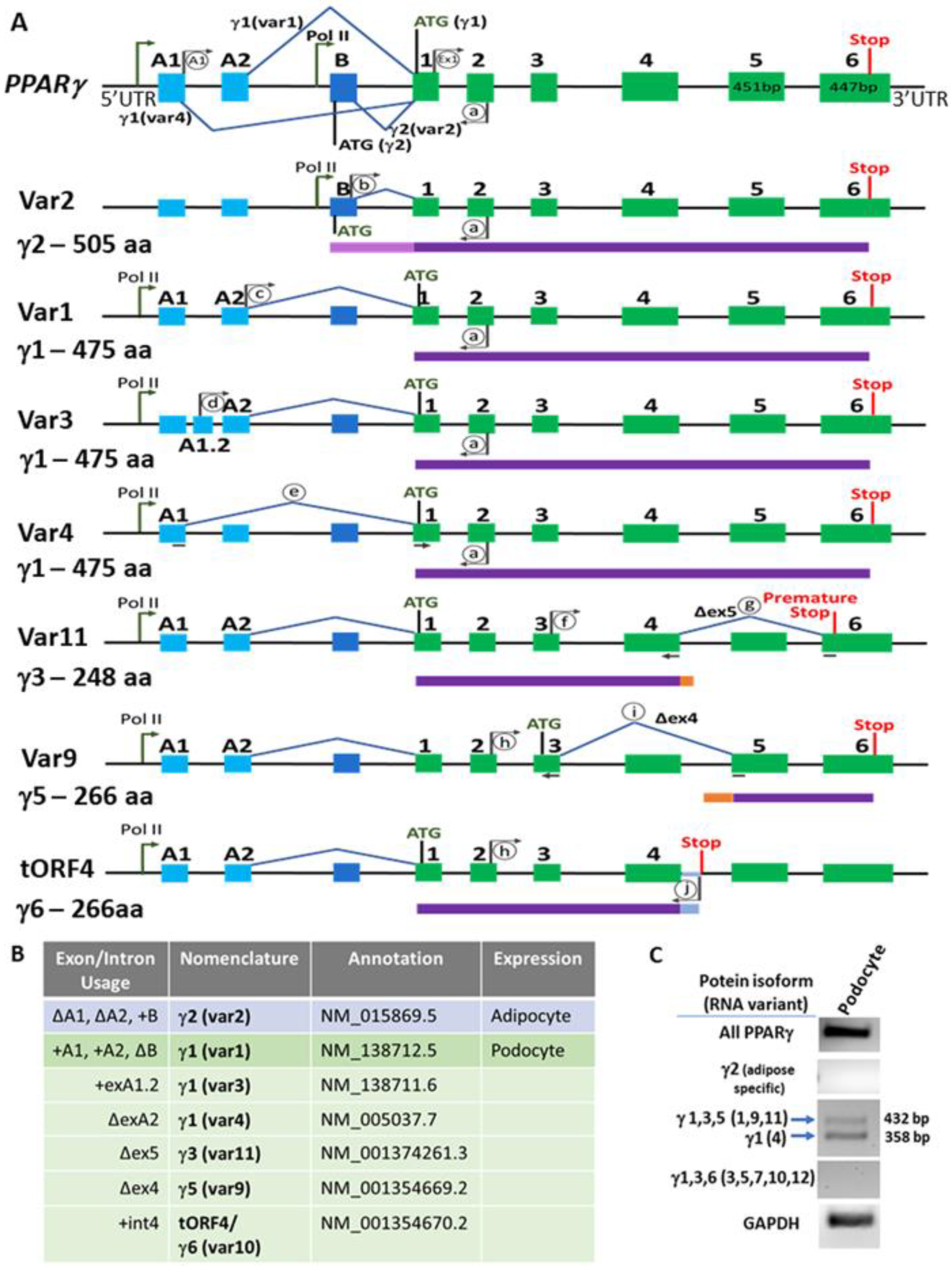 Cells 11 03455 g001 Cells 11 03455 g001