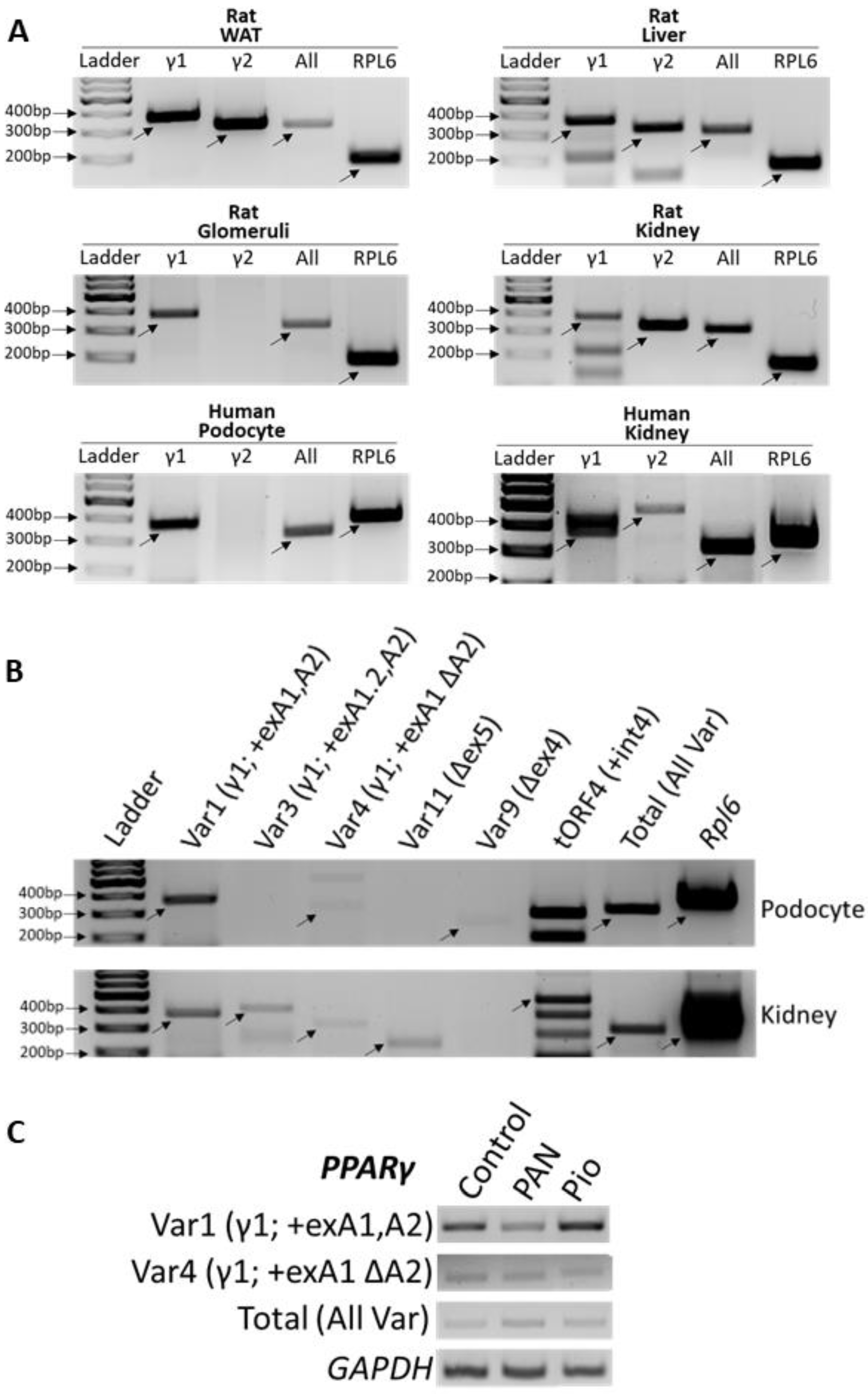 Cells 11 03455 g002 Cells 11 03455 g002