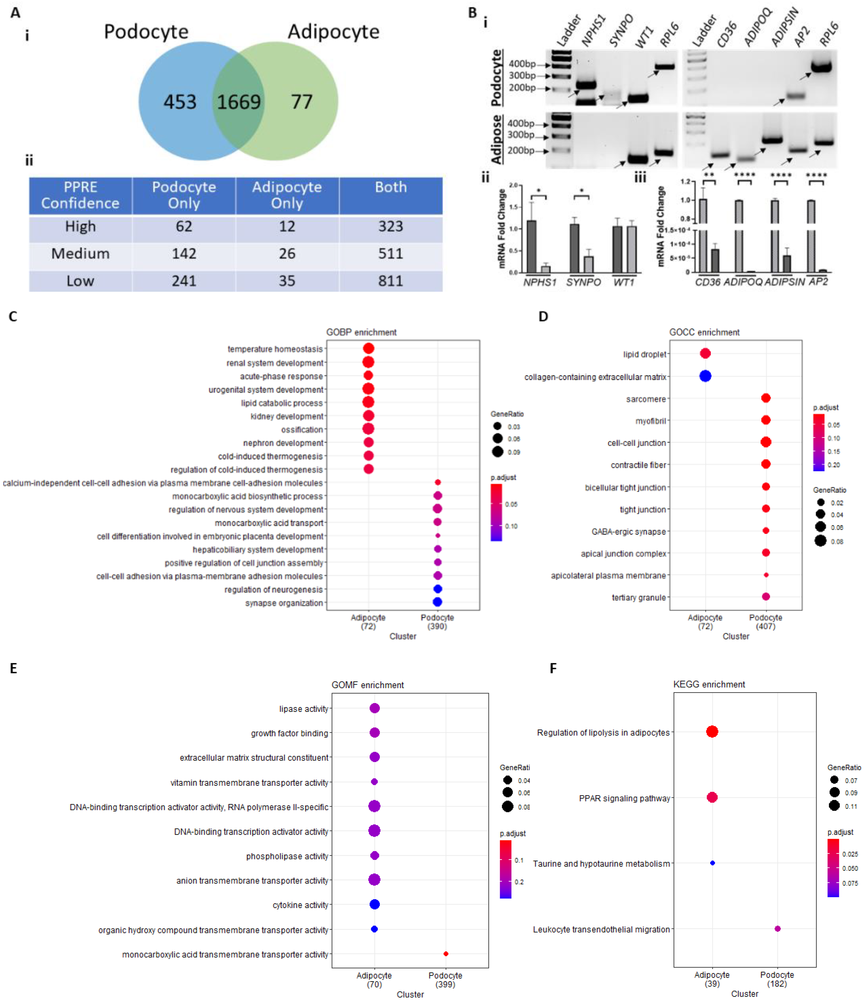 Cells 11 03455 g003 Cells 11 03455 g003