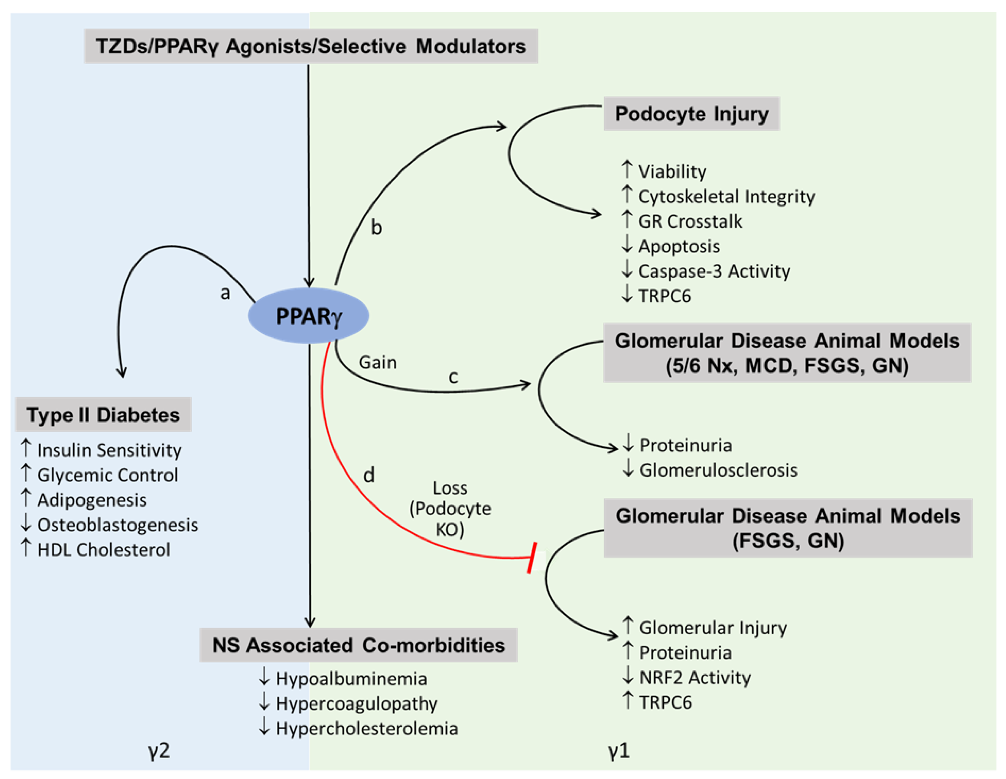 Cells 11 03455 g004 Cells 11 03455 g004