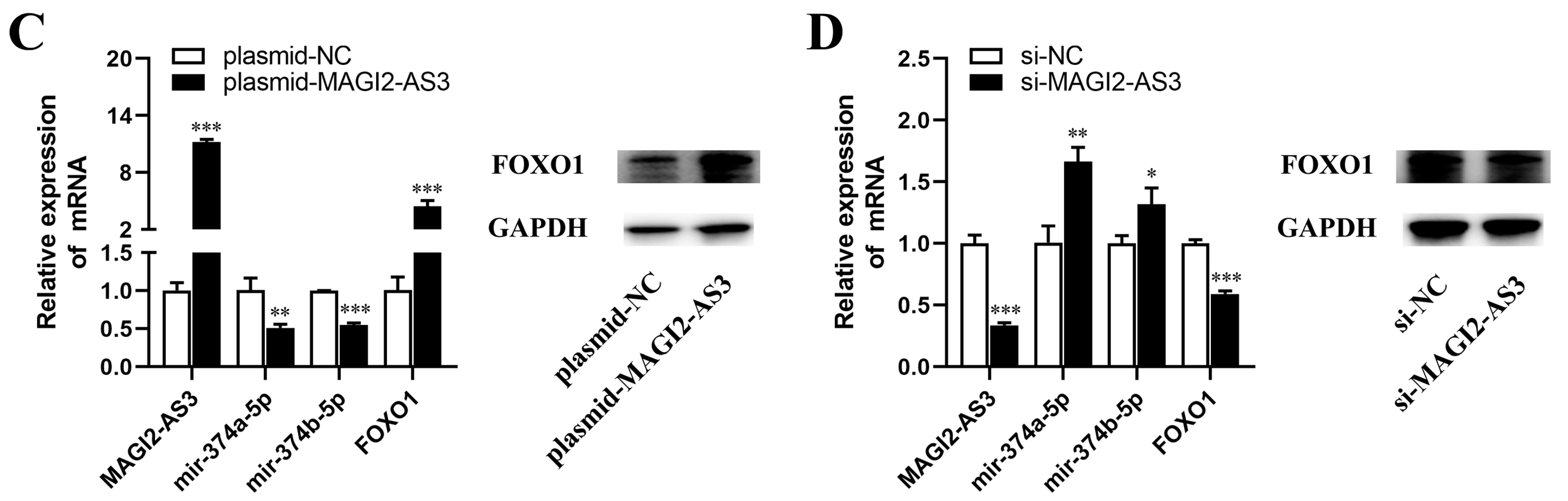 Cells 11 03466 g007b