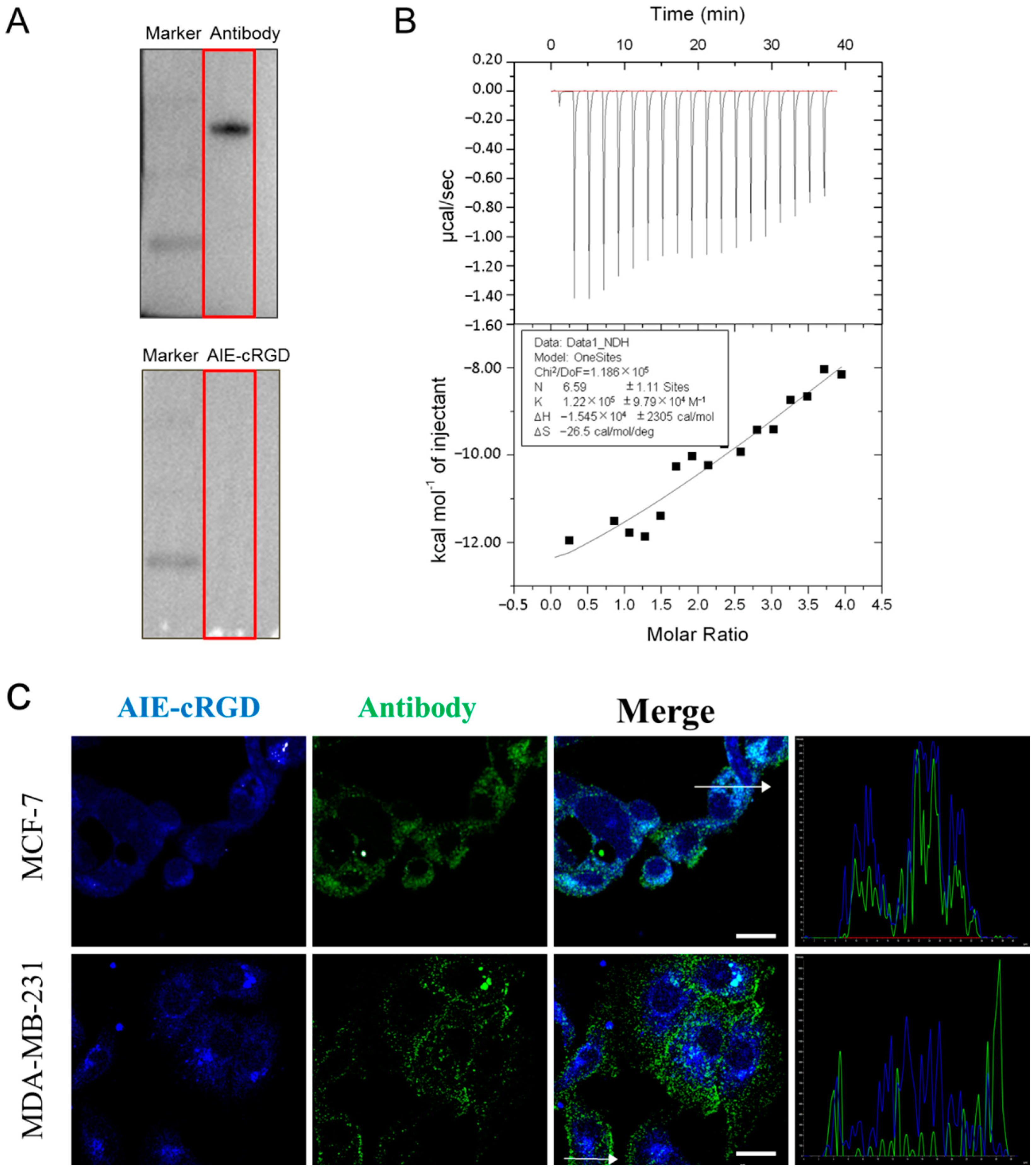 Cells 11 03478 g002 Cells 11 03478 g002