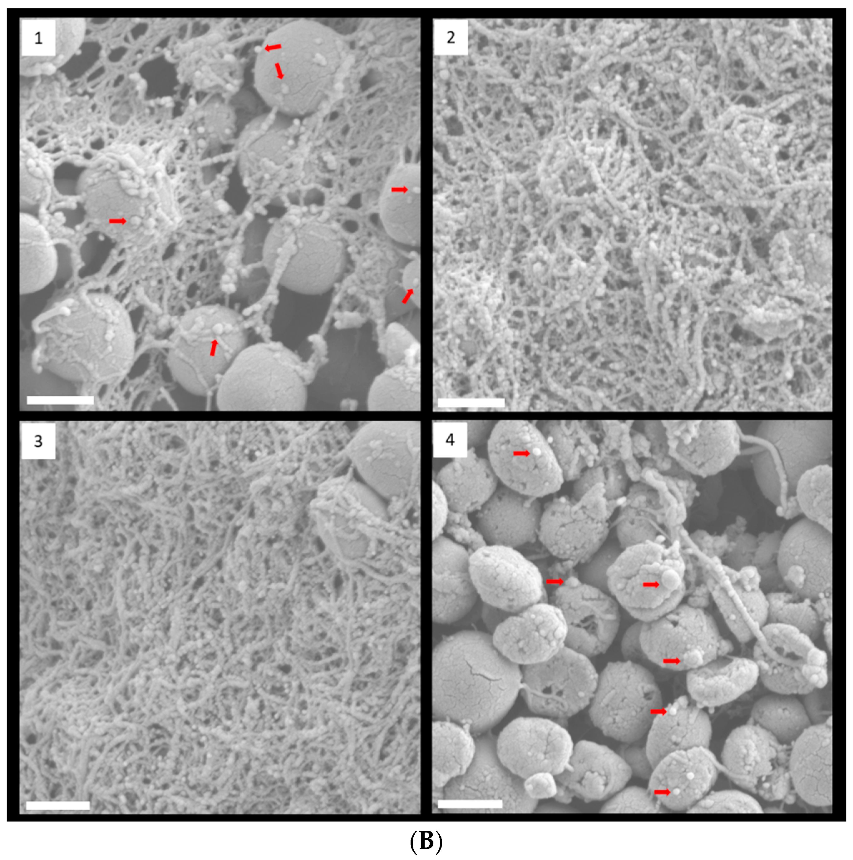 Cells 11 03488 g004b