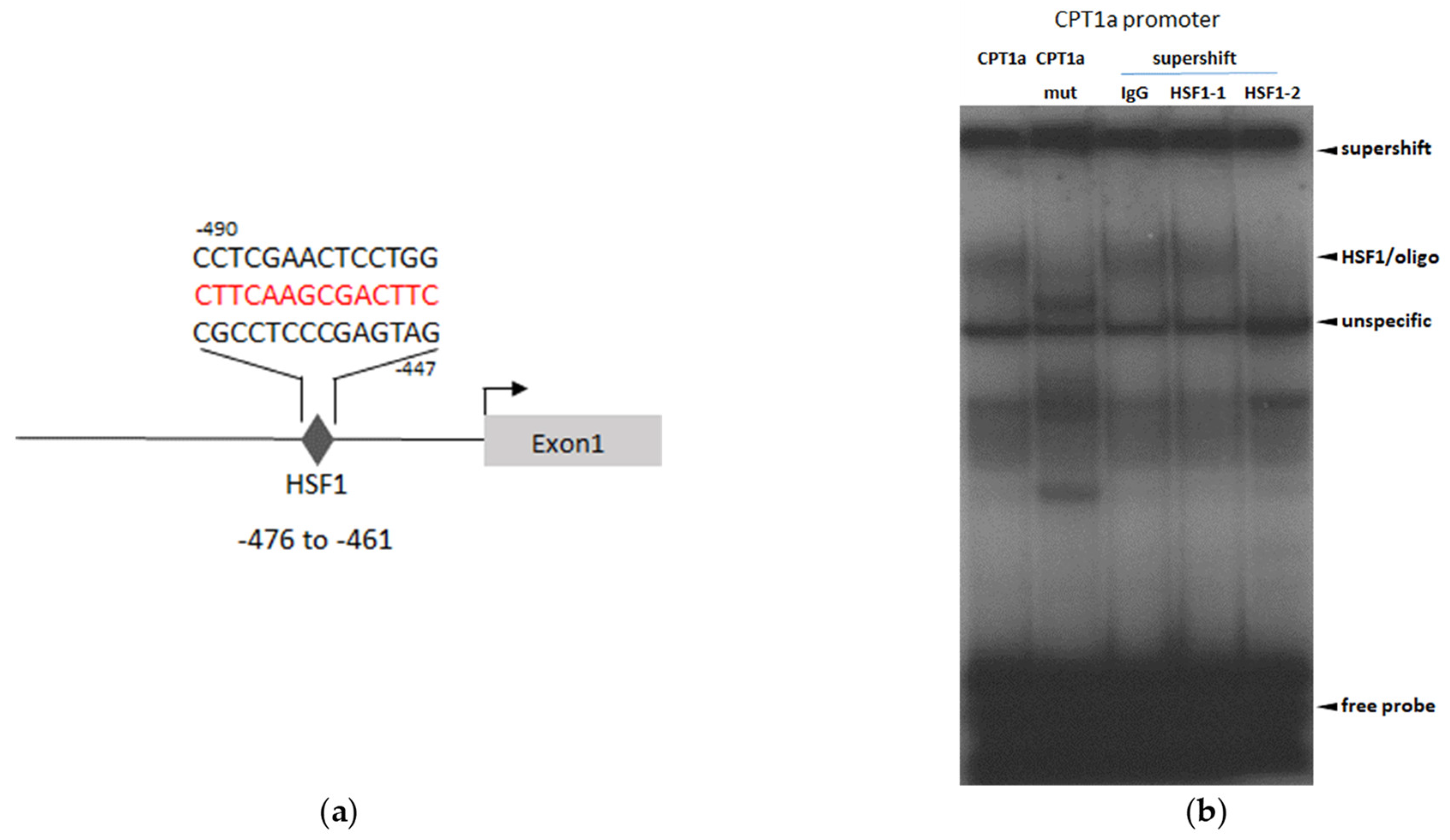 Cells 11 03504 g005