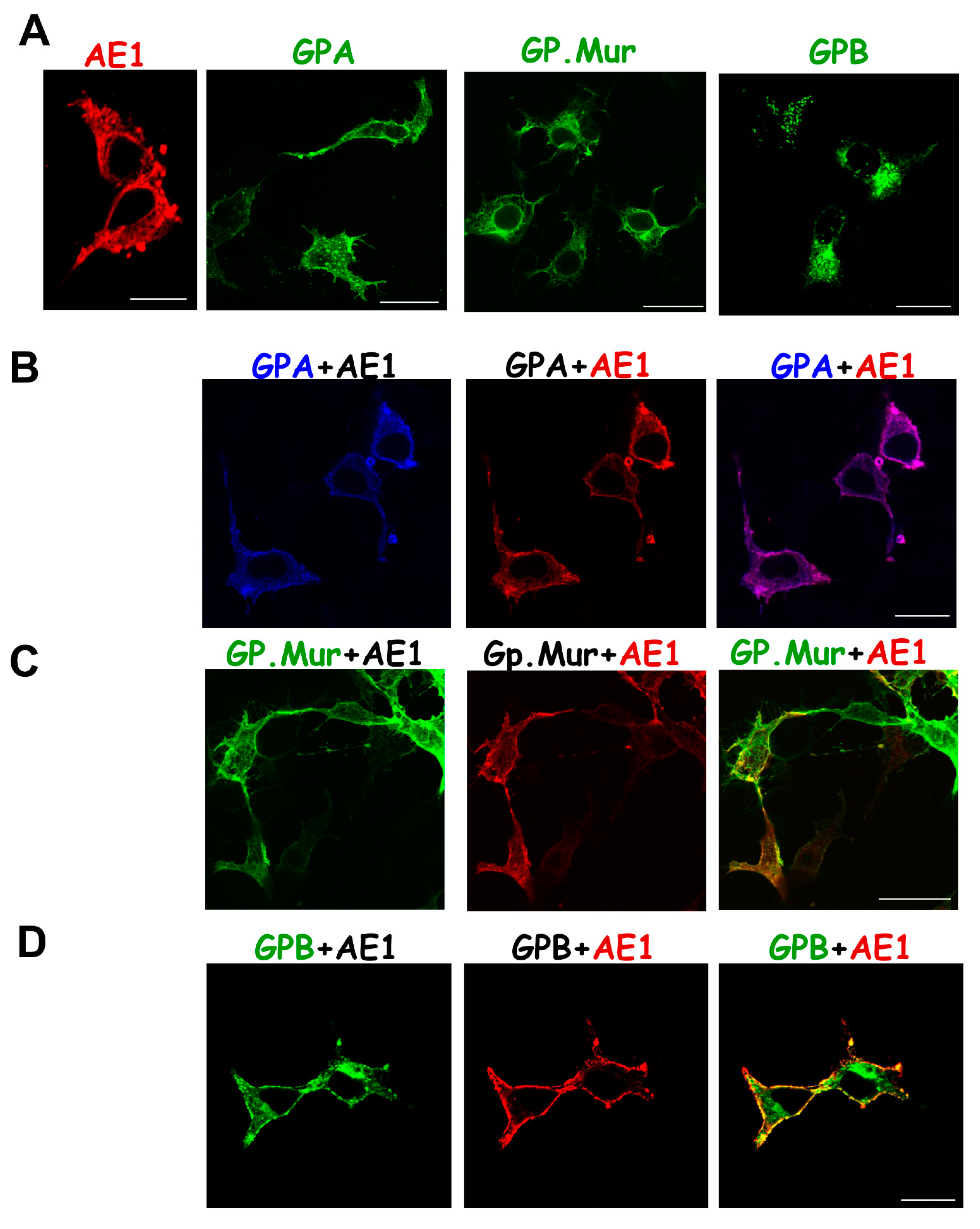 Cells 11 03512 g003a