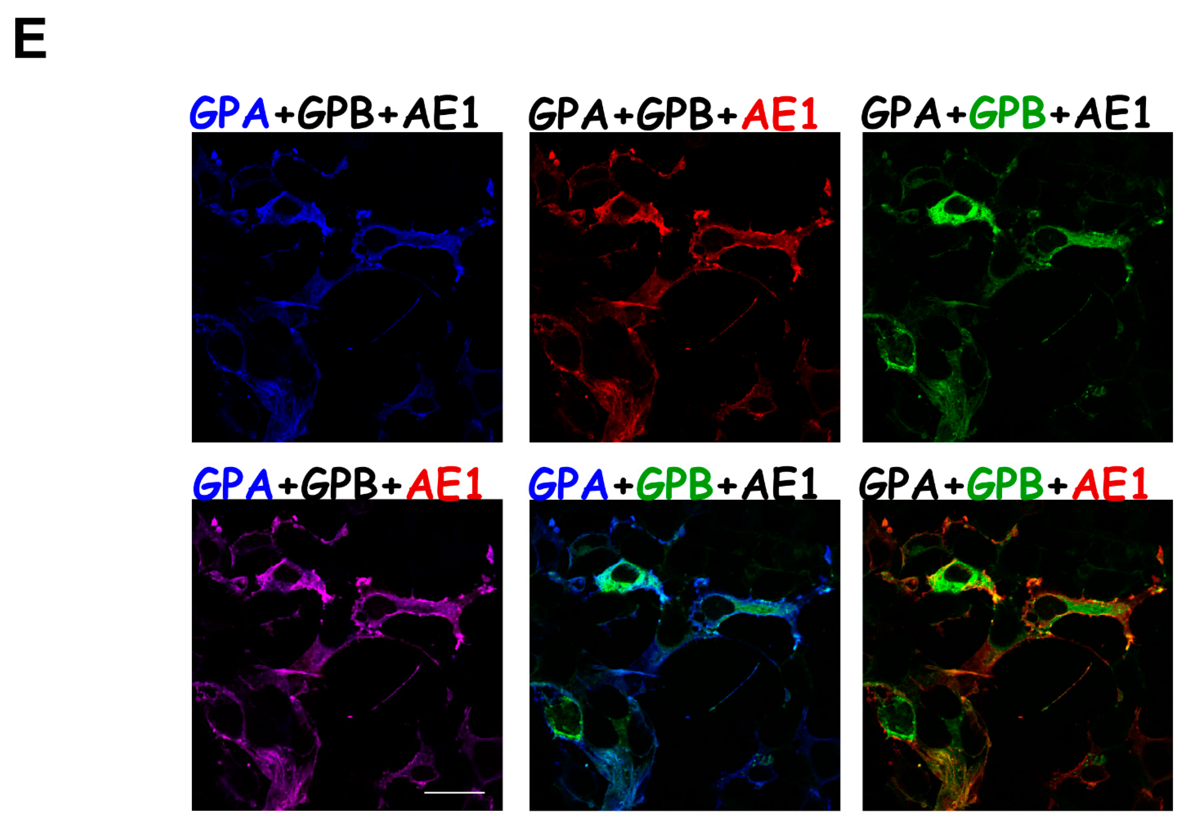 Cells 11 03512 g003b