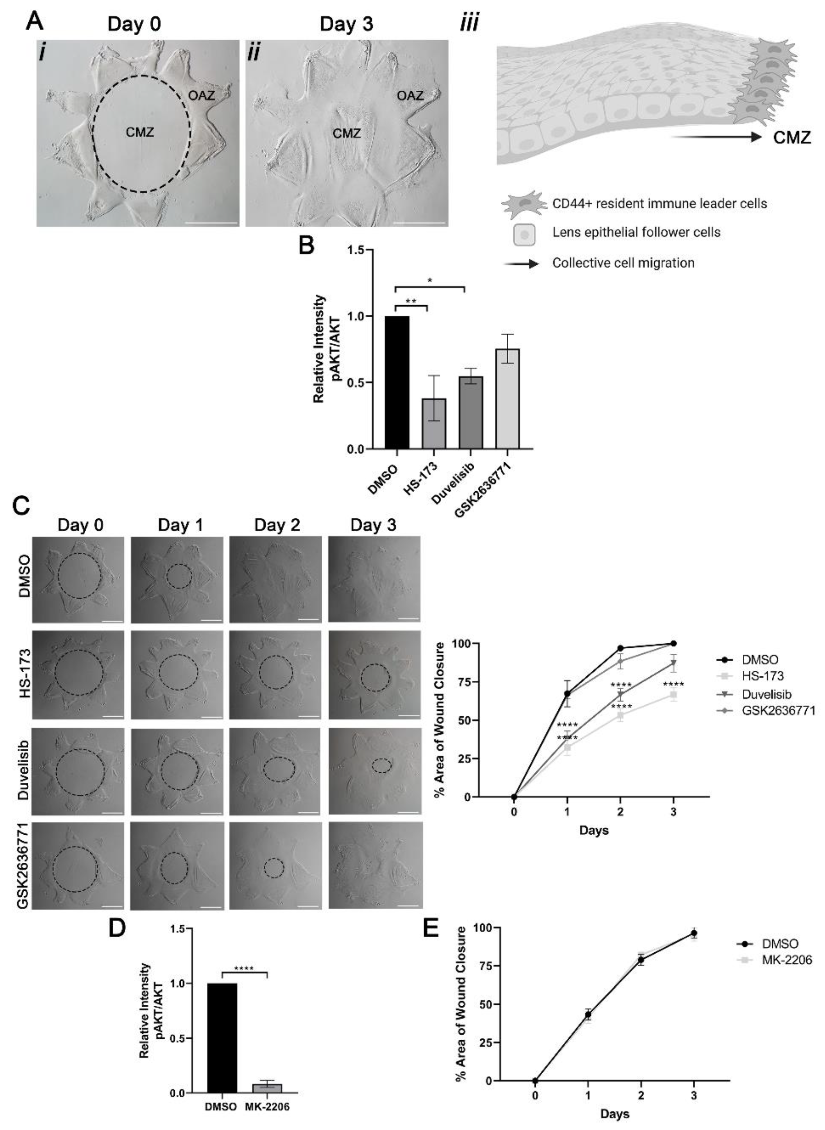 Cells 11 03515 g001 Cells 11 03515 g001