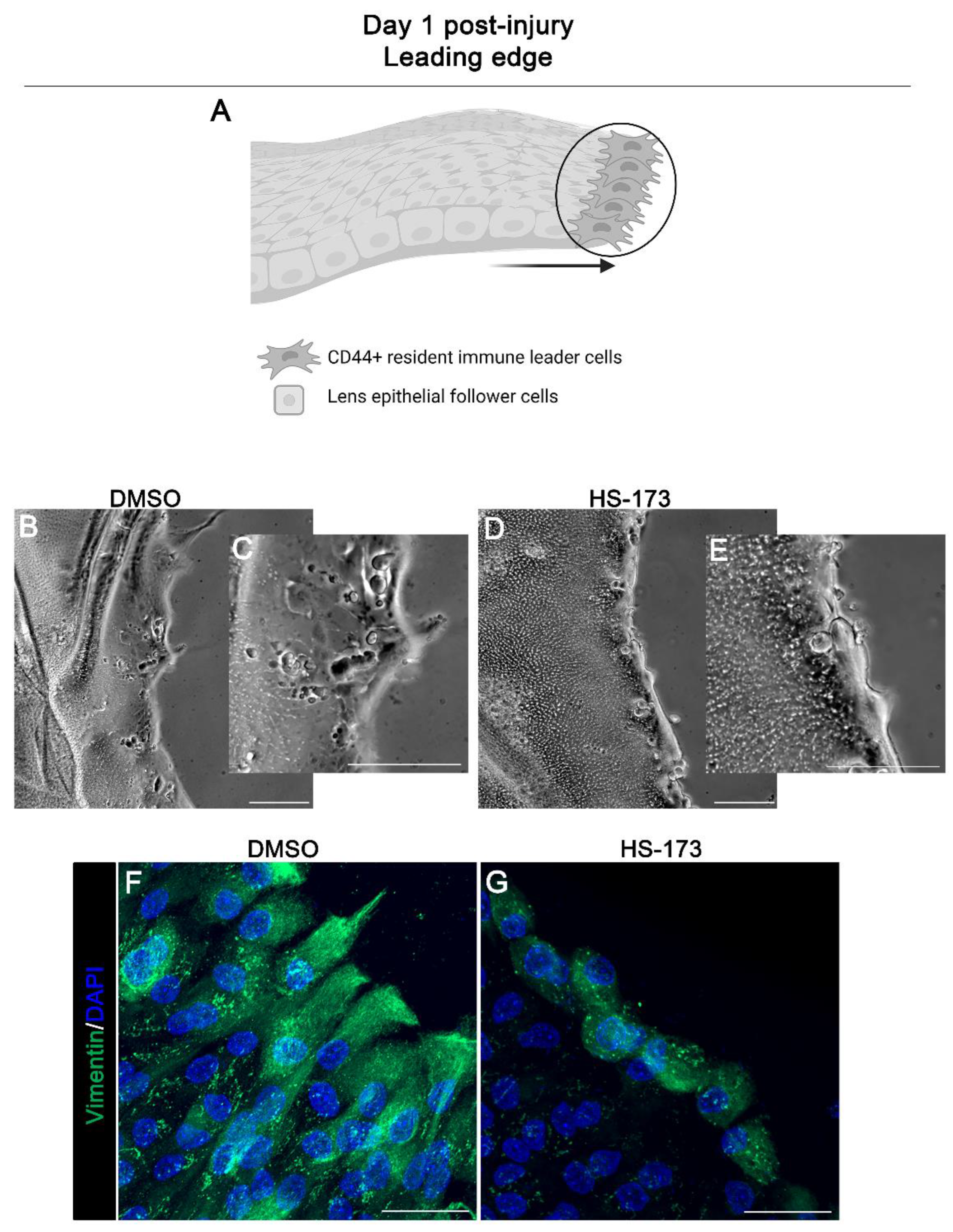 Cells 11 03515 g002 Cells 11 03515 g002