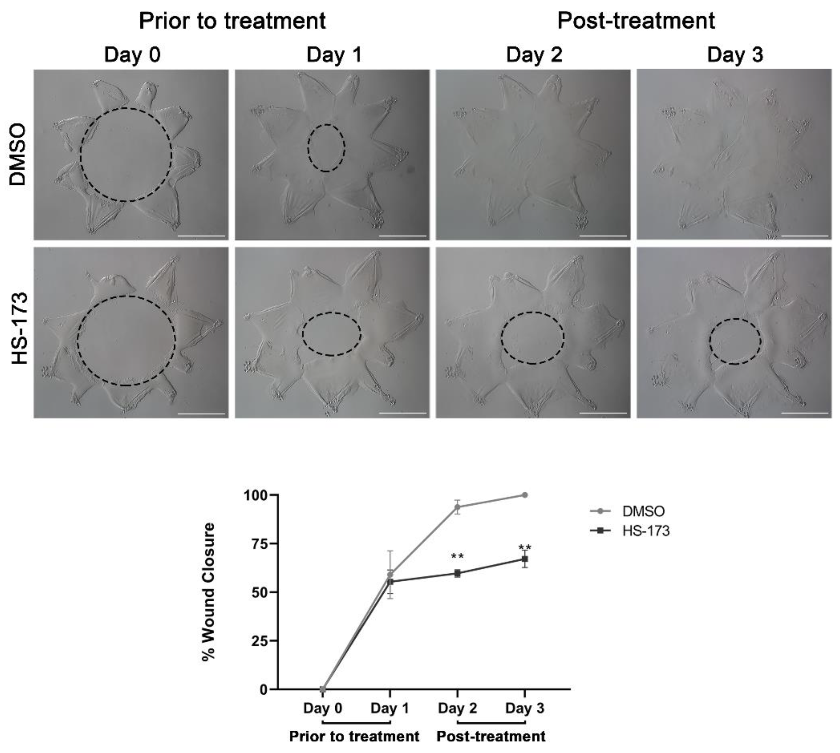 Cells 11 03515 g004 Cells 11 03515 g004