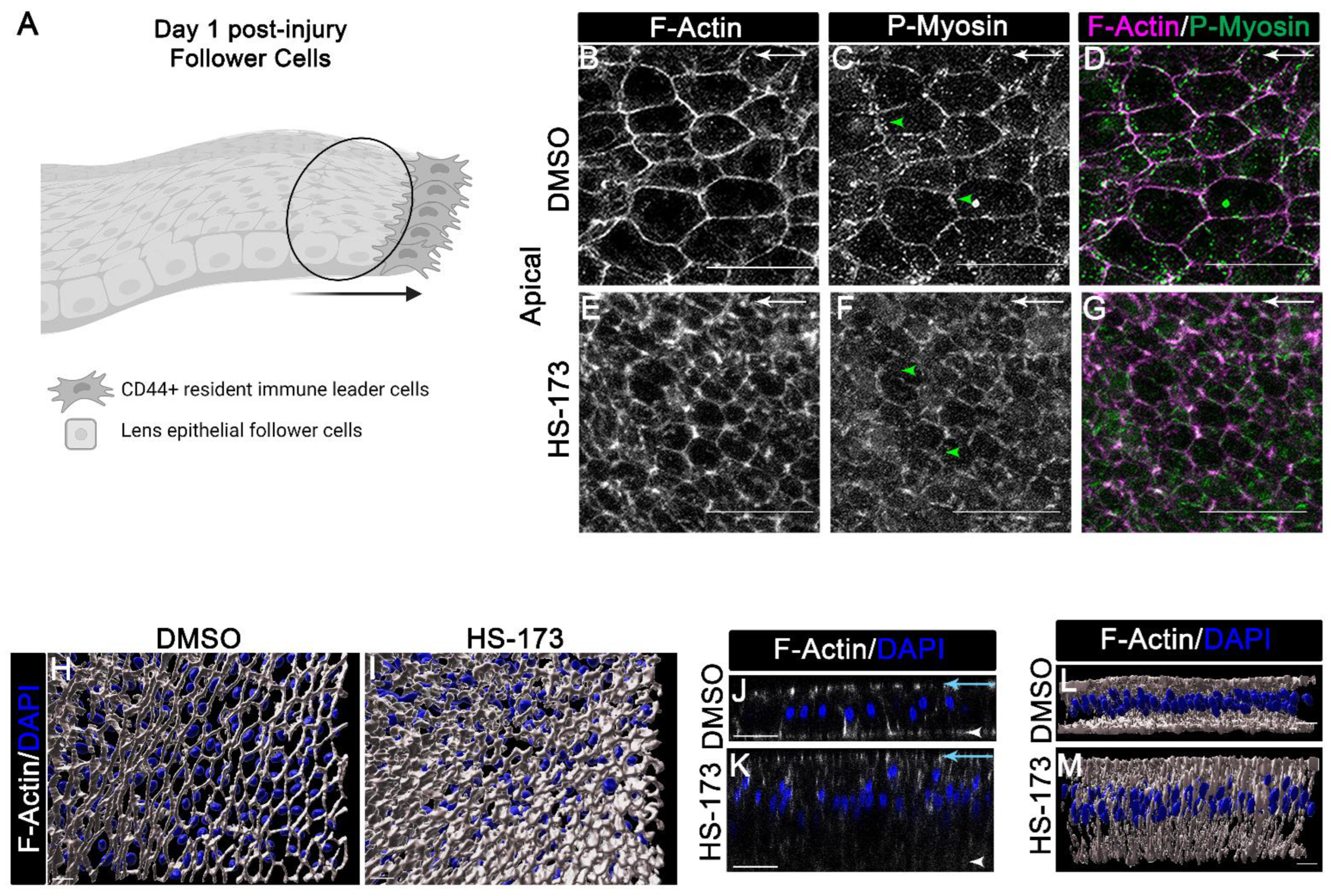 Cells 11 03515 g005 Cells 11 03515 g005