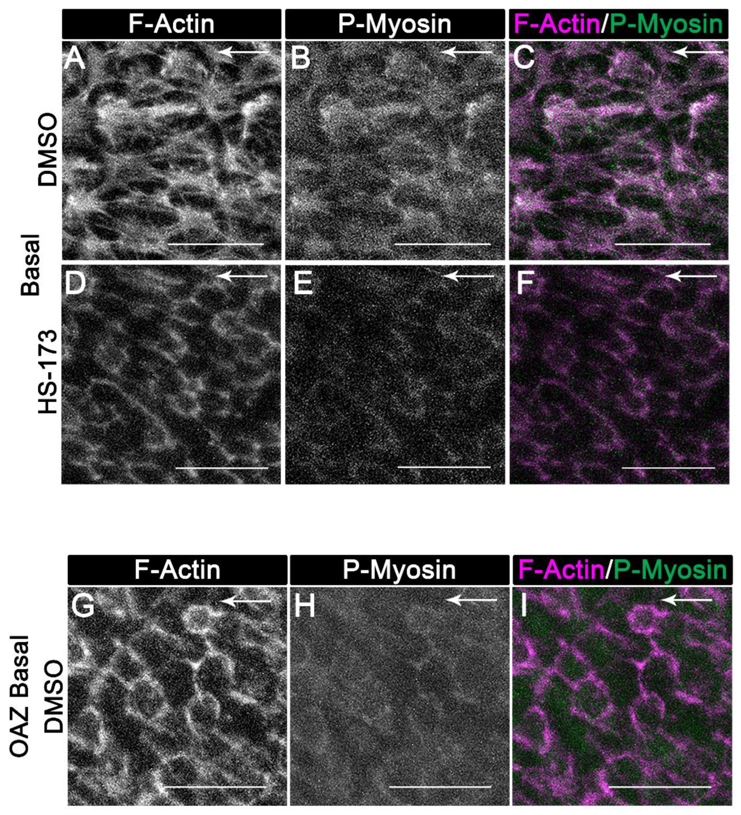 Cells 11 03515 g006 Cells 11 03515 g006