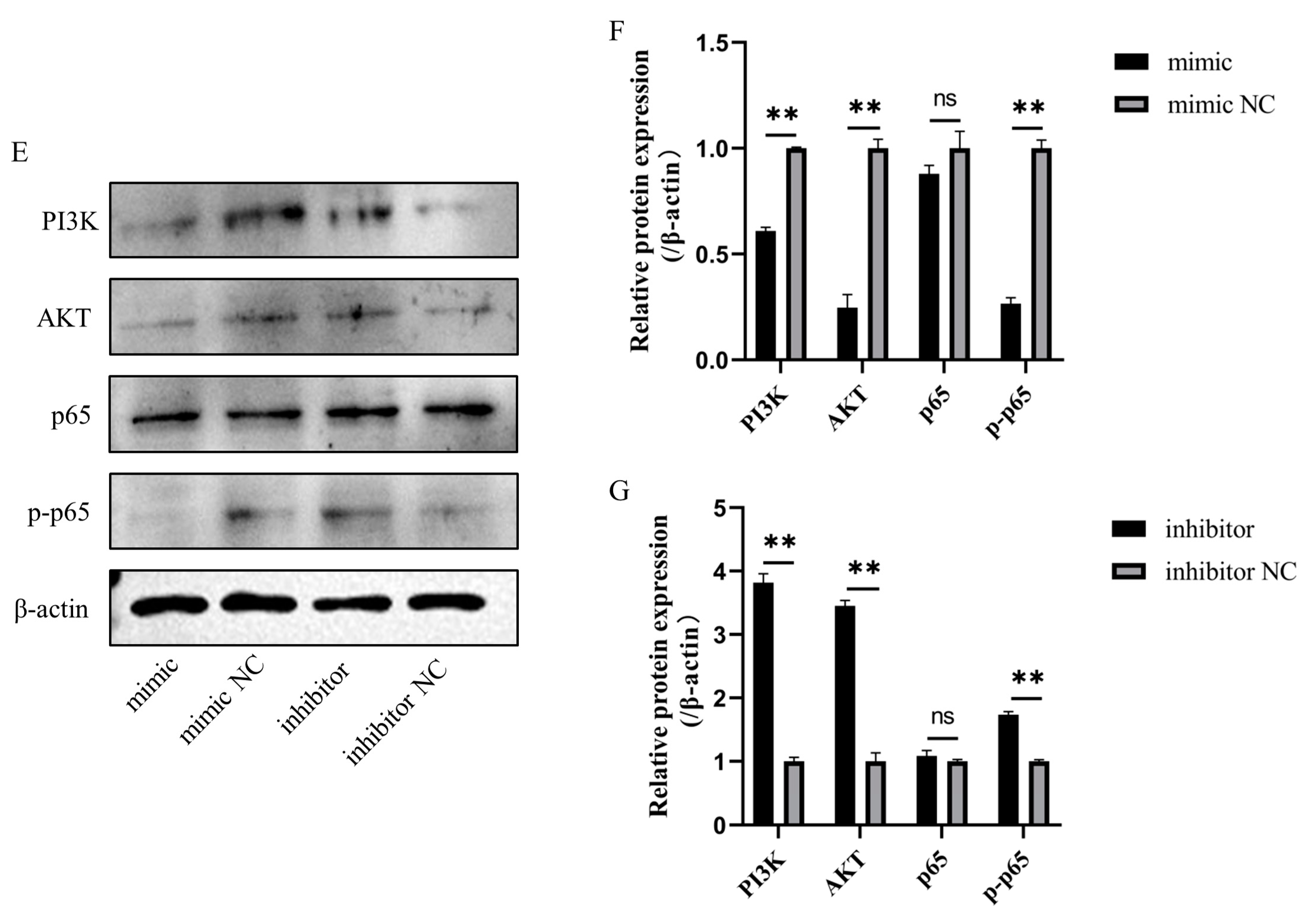 Cells 11 03518 g009b