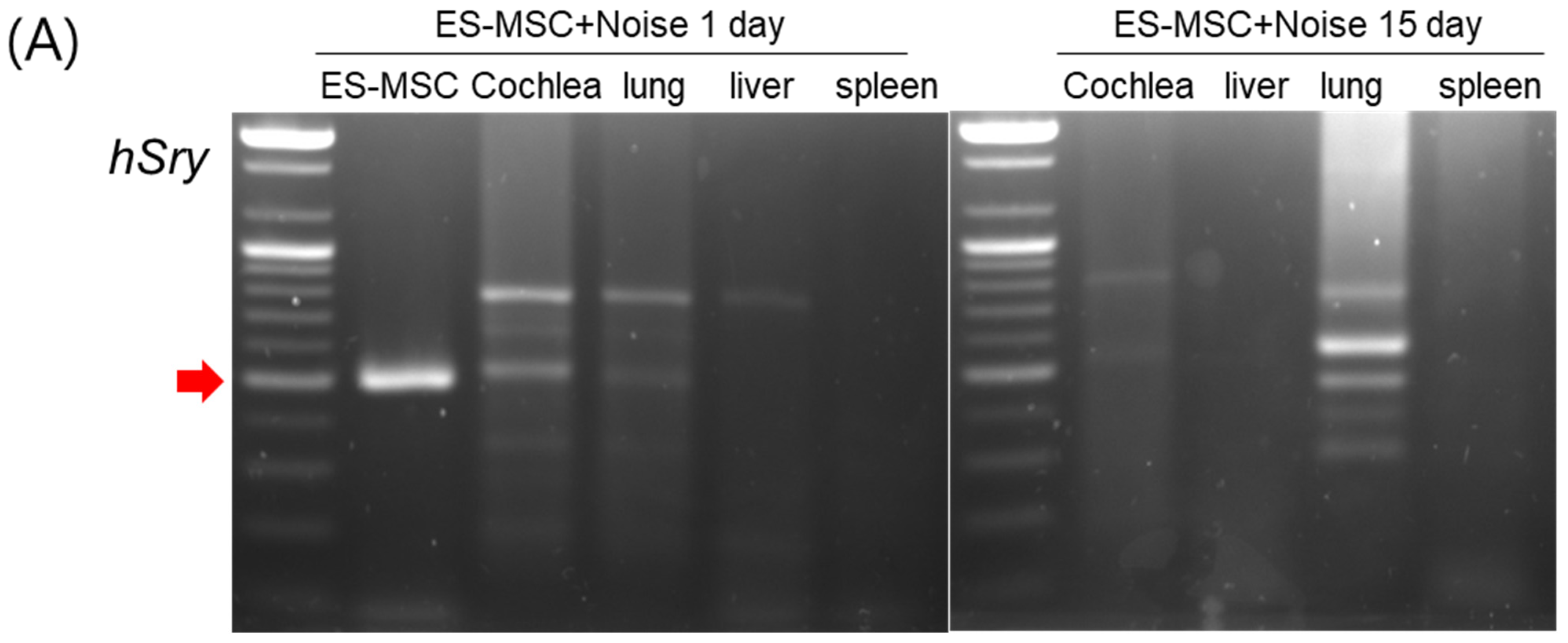 Cells 11 03524 g004a
