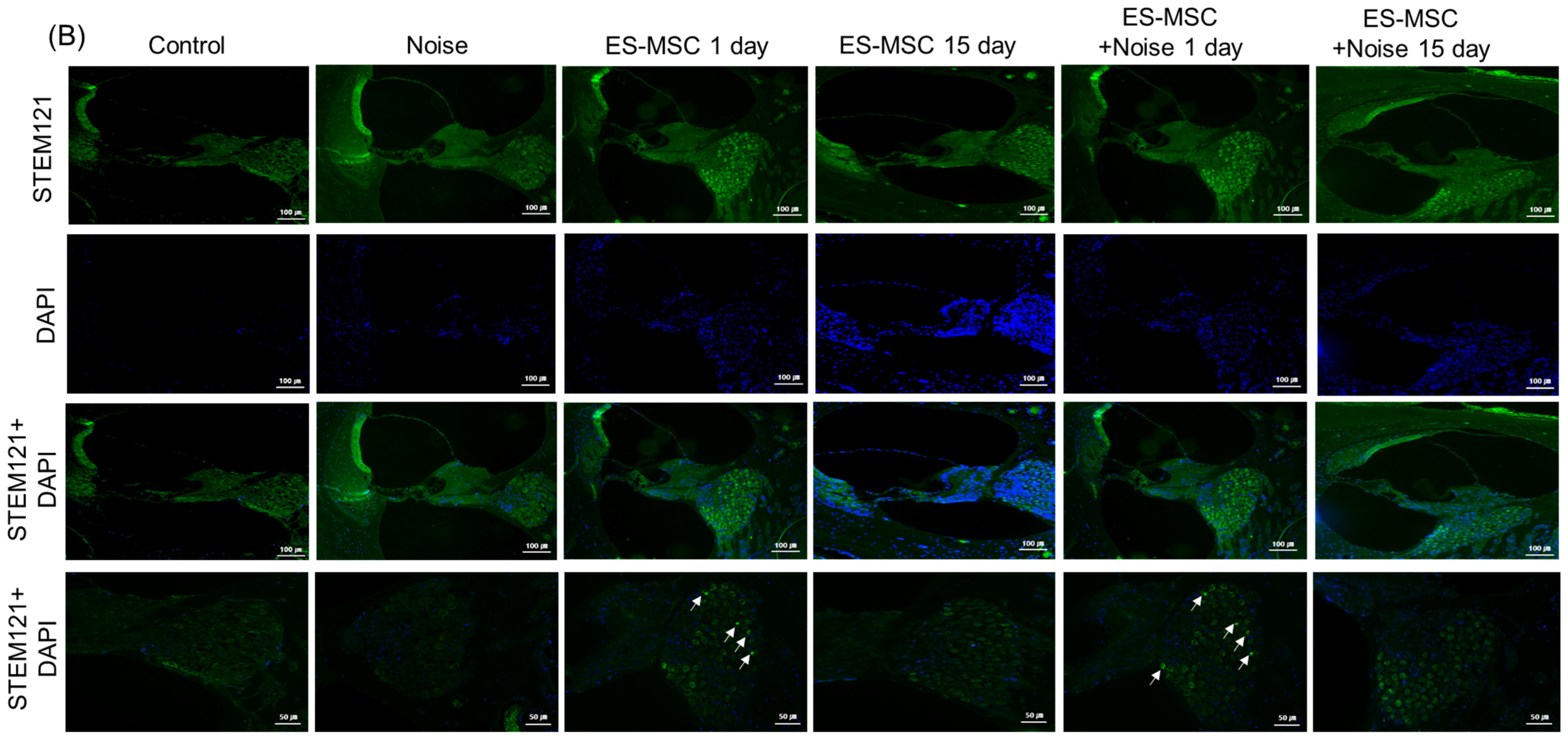 Cells 11 03524 g004b