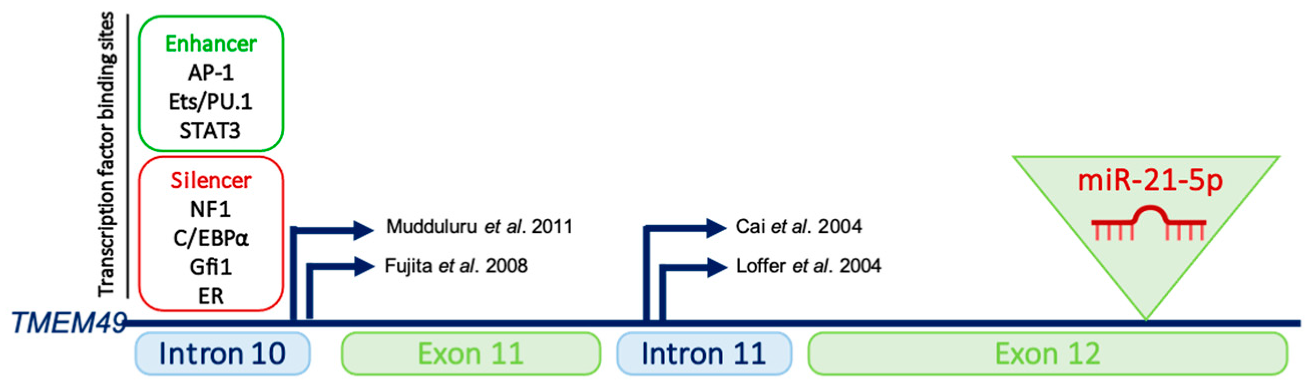 Cells 11 03525 g002 Cells 11 03525 g002