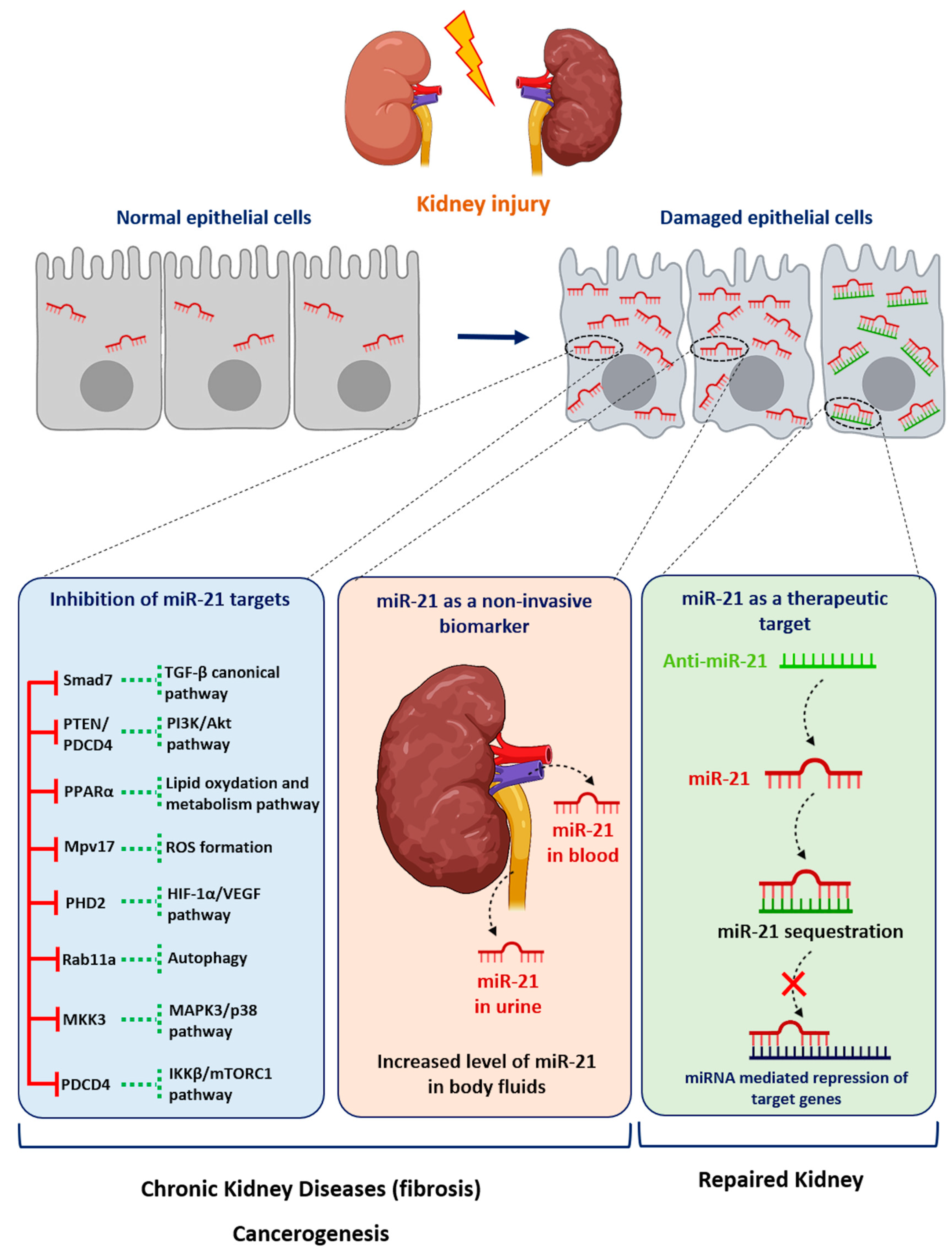 Cells 11 03525 g003 Cells 11 03525 g003