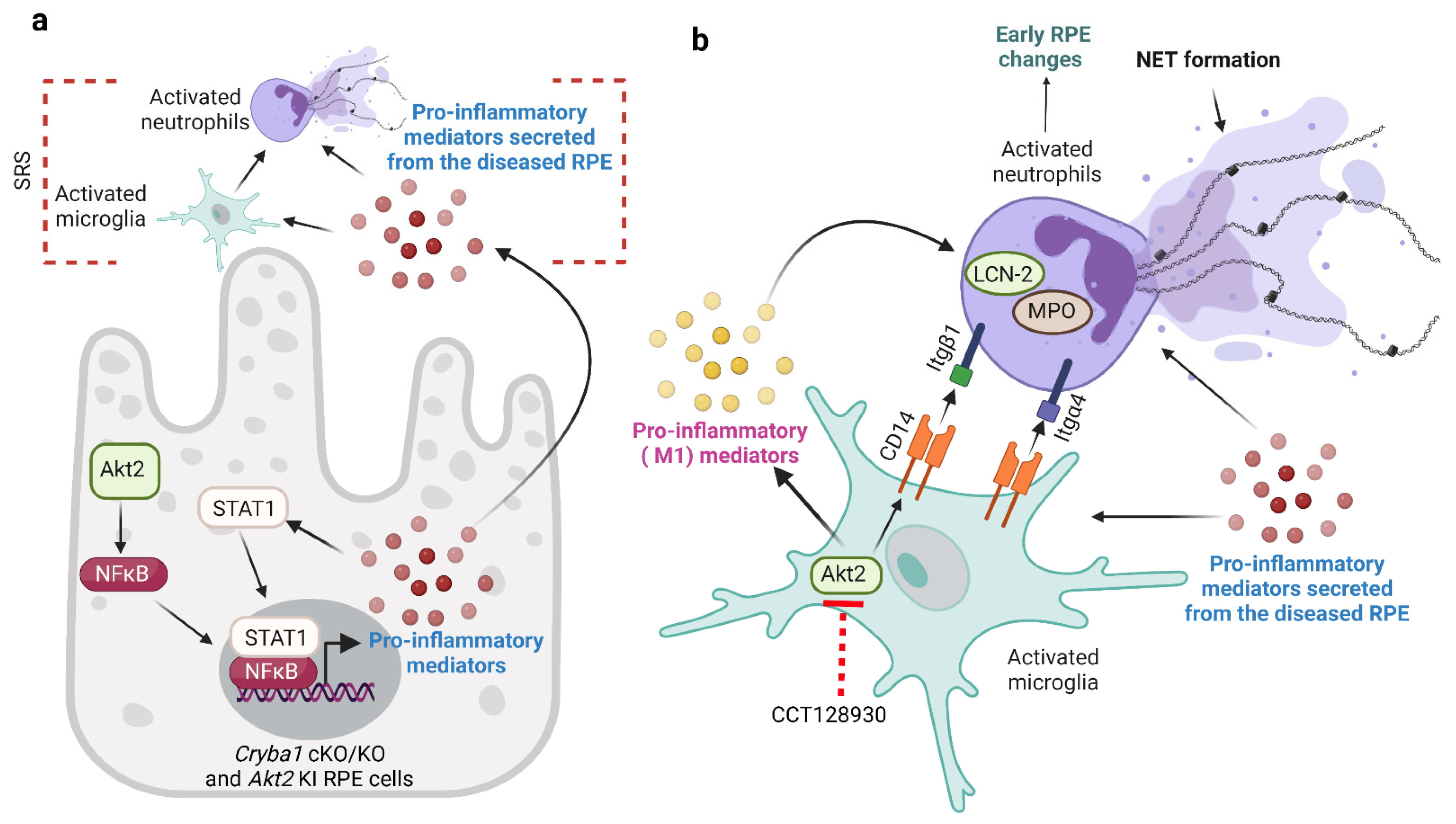 Cells 11 03535 g007 Cells 11 03535 g007