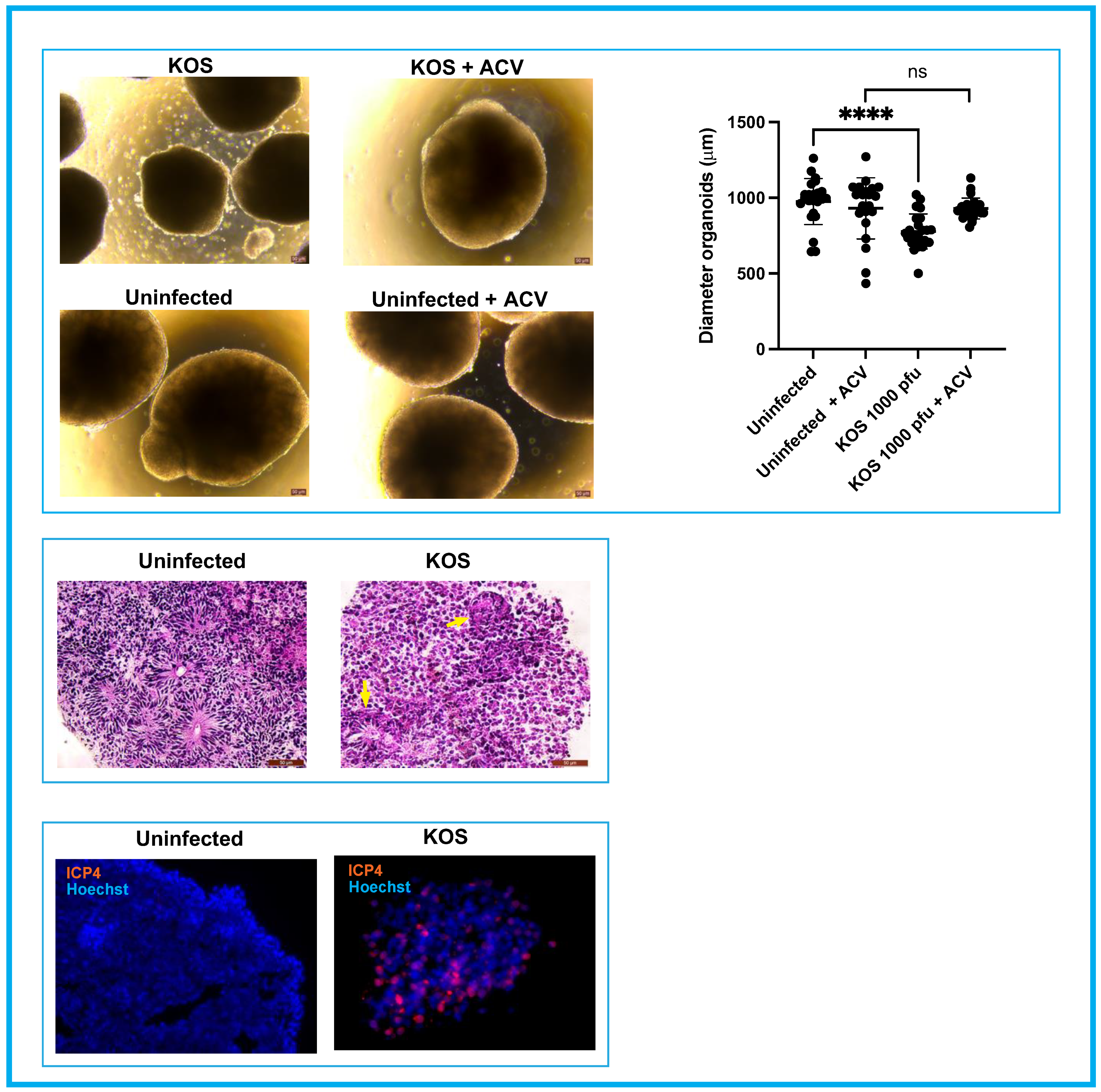 Cells 11 03539 g003 Cells 11 03539 g003