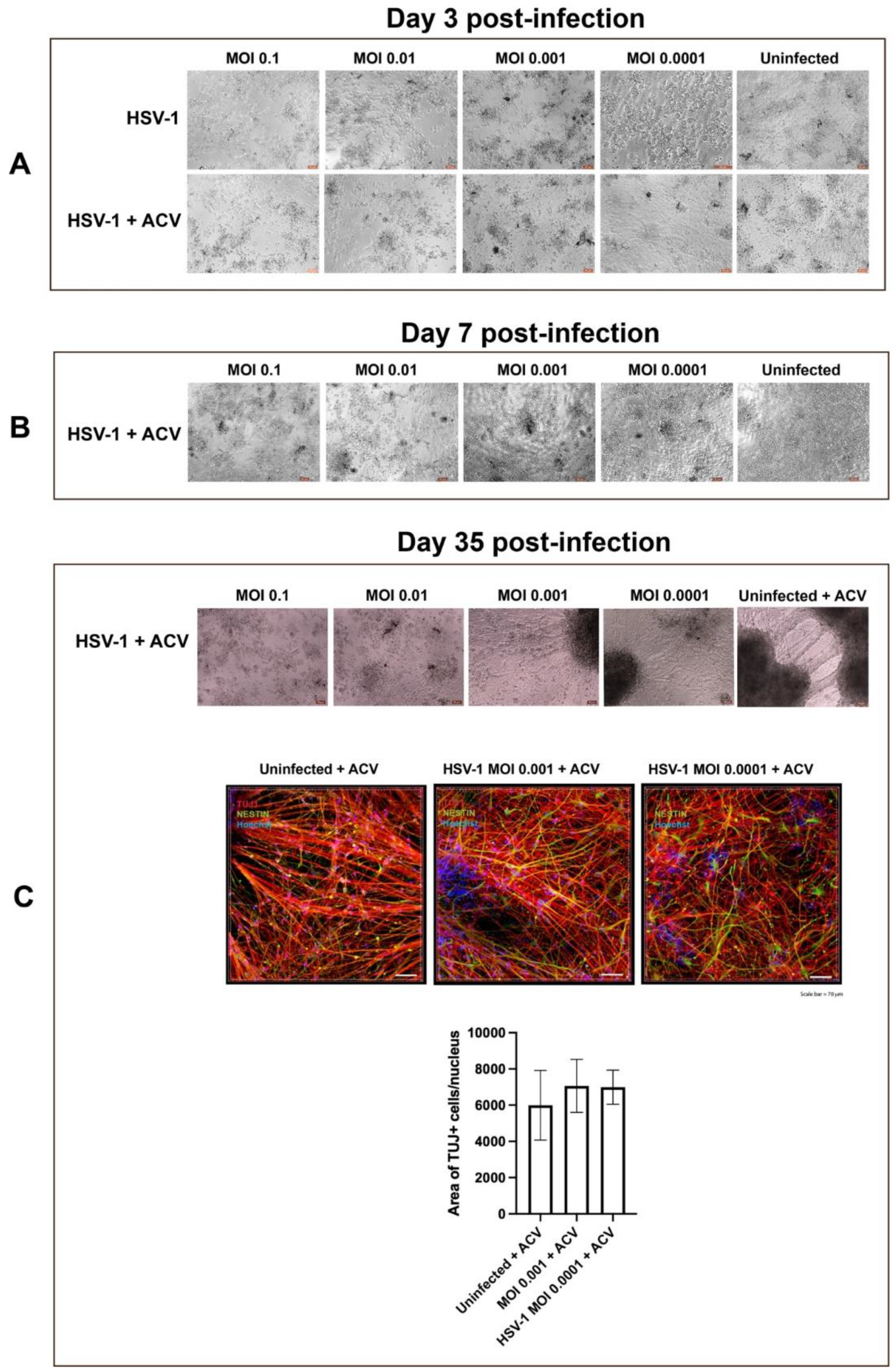 Cells 11 03539 g006 Cells 11 03539 g006