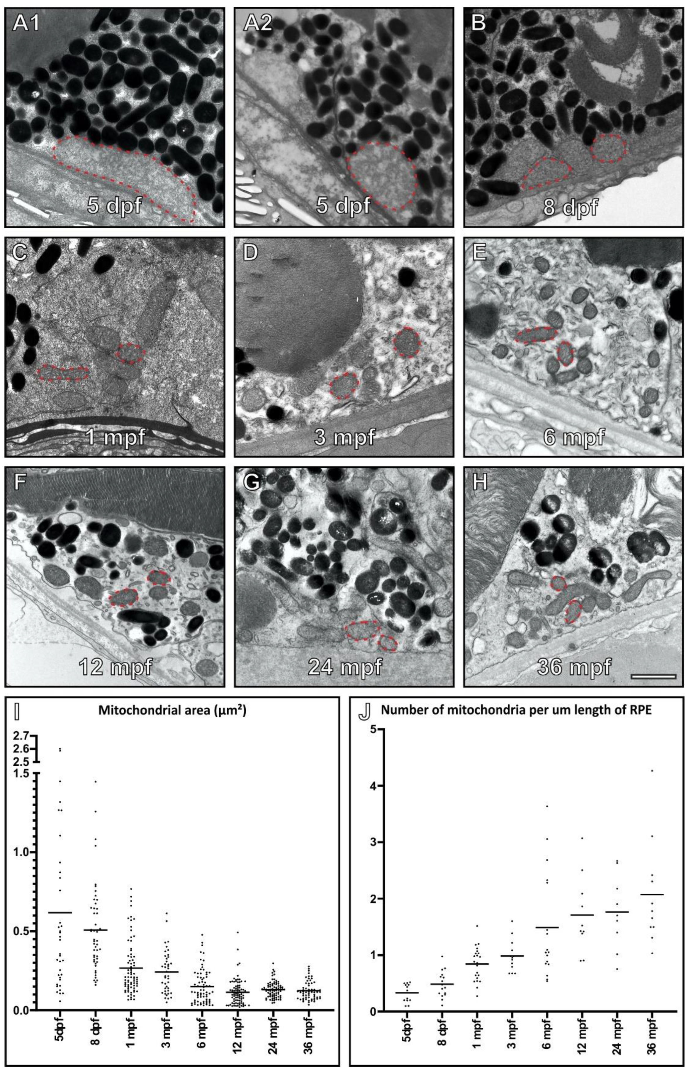 Cells 11 03542 g001 Cells 11 03542 g001