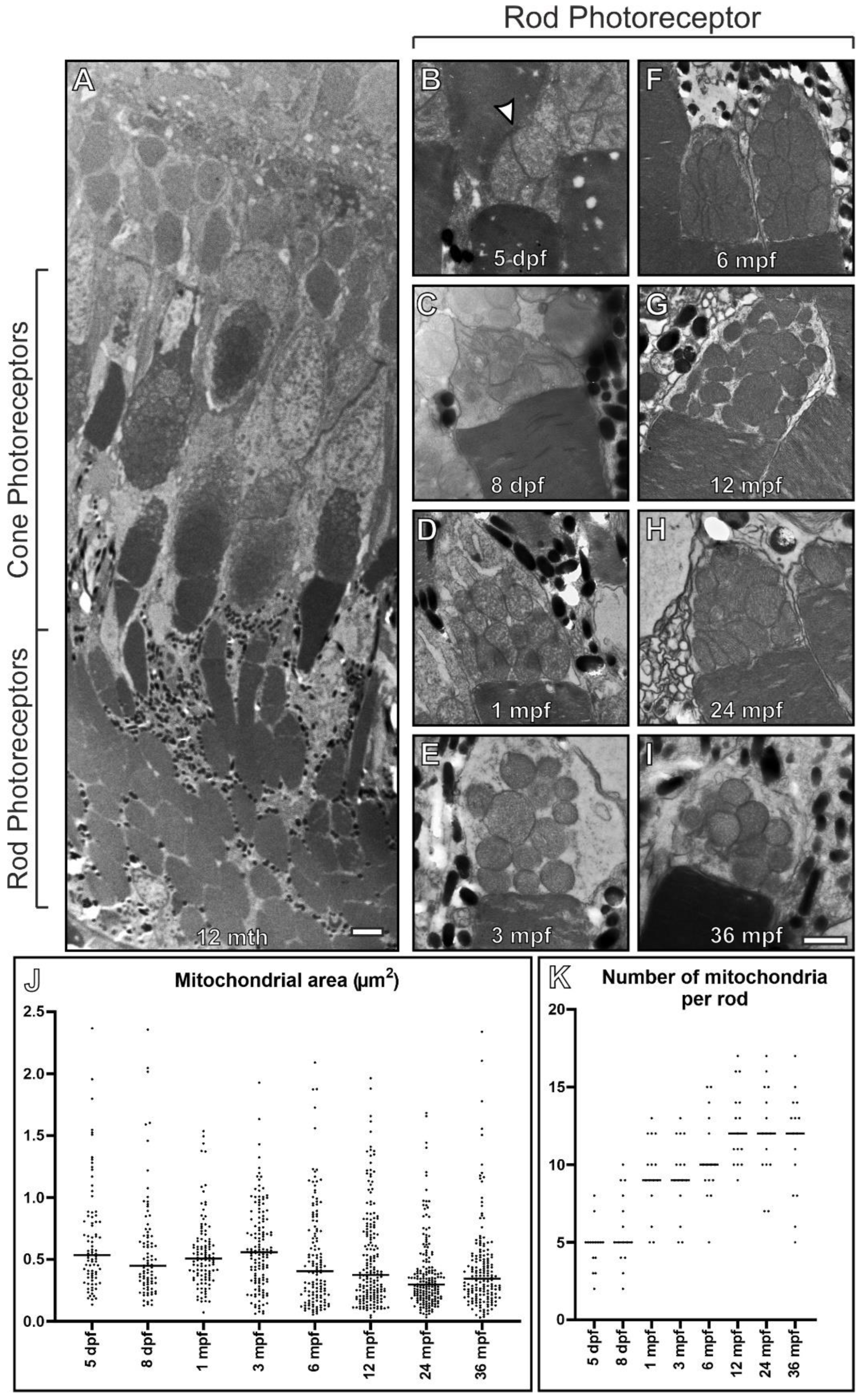 Cells 11 03542 g002 Cells 11 03542 g002