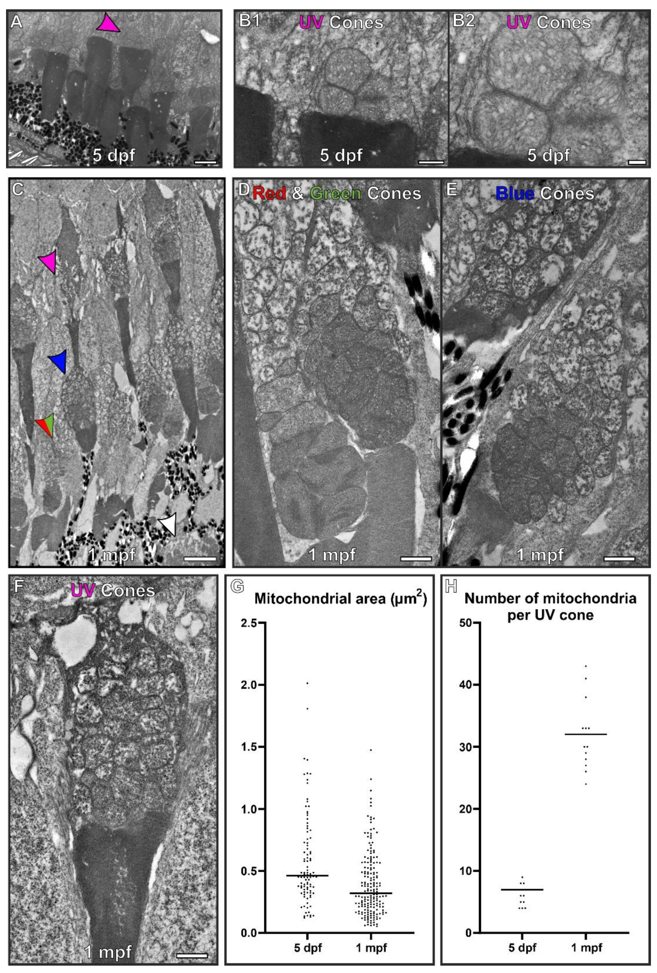 Cells 11 03542 g003 Cells 11 03542 g003
