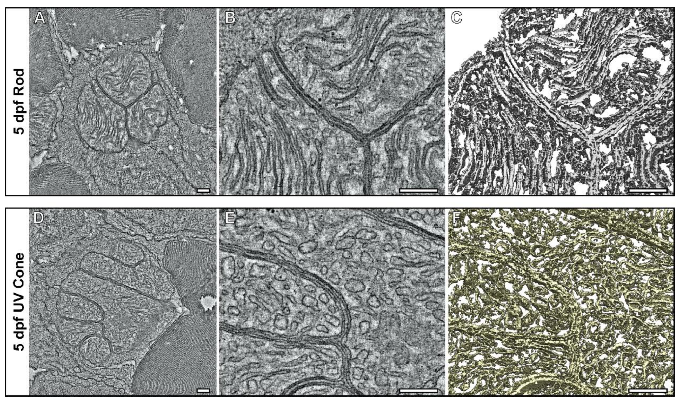 Cells 11 03542 g004 Cells 11 03542 g004