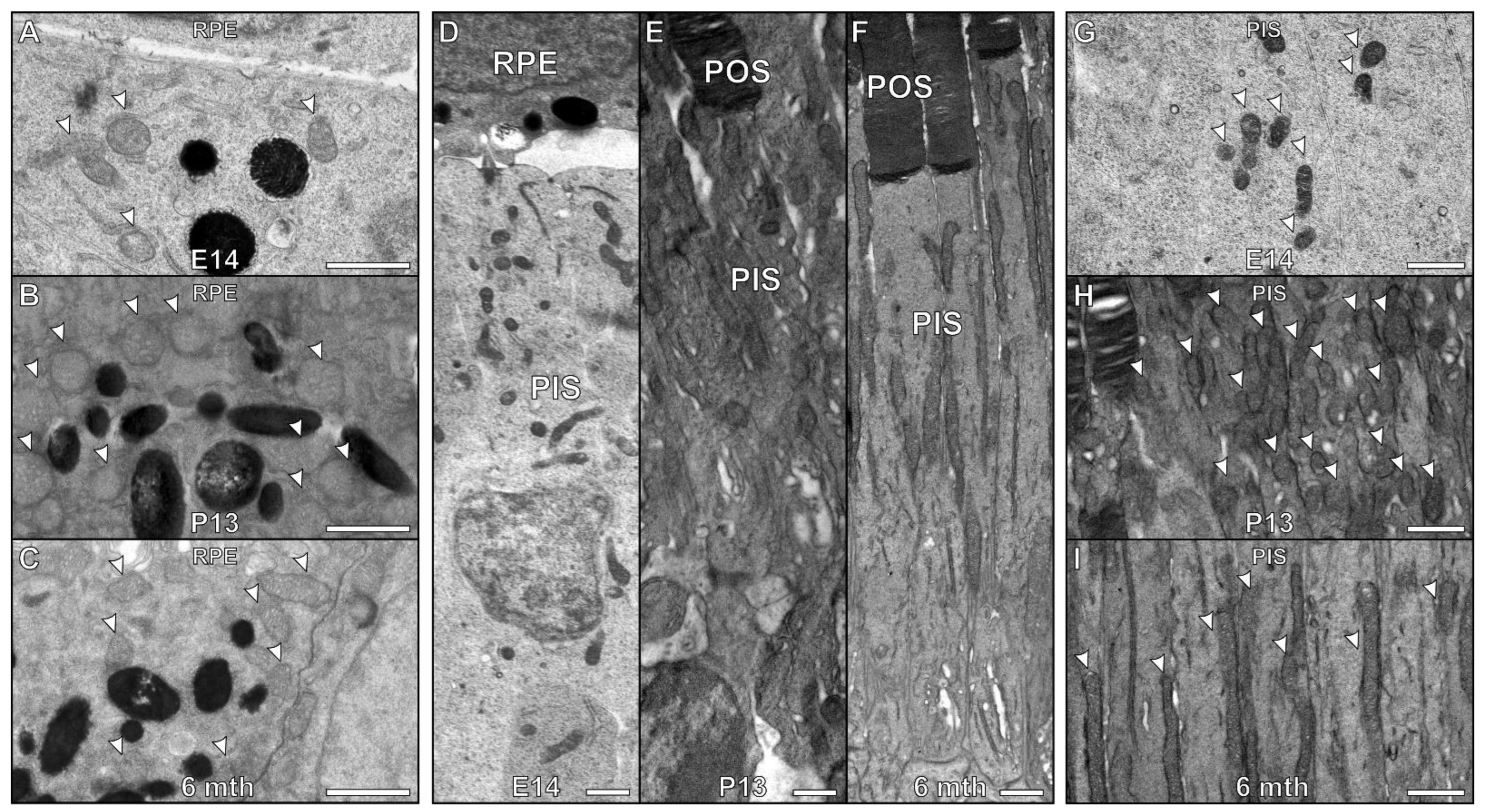 Cells 11 03542 g005 Cells 11 03542 g005