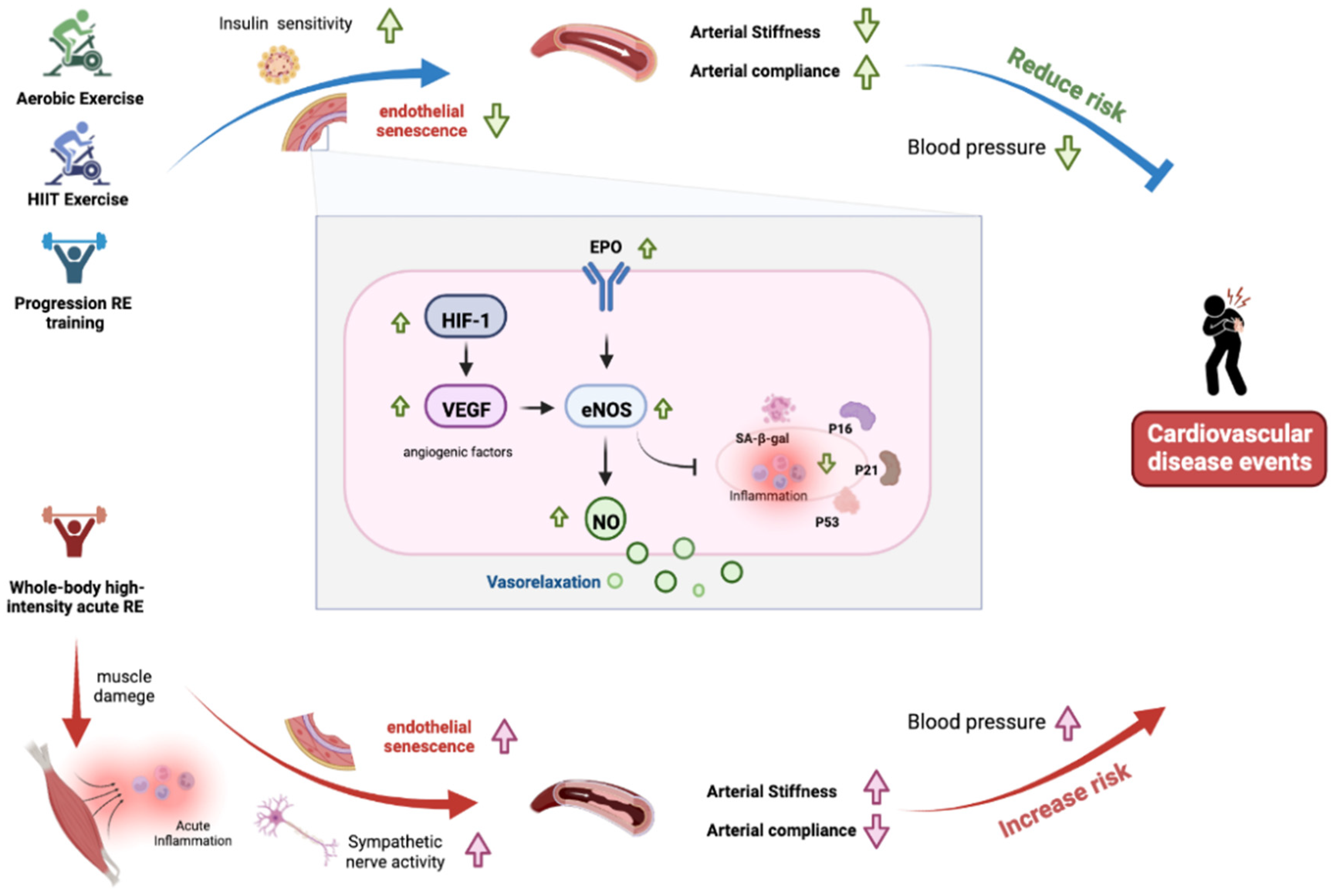 Cells 11 03544 g001 Cells 11 03544 g001