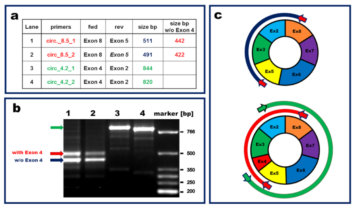 Cells 11 03546 g003 Cells 11 03546 g003